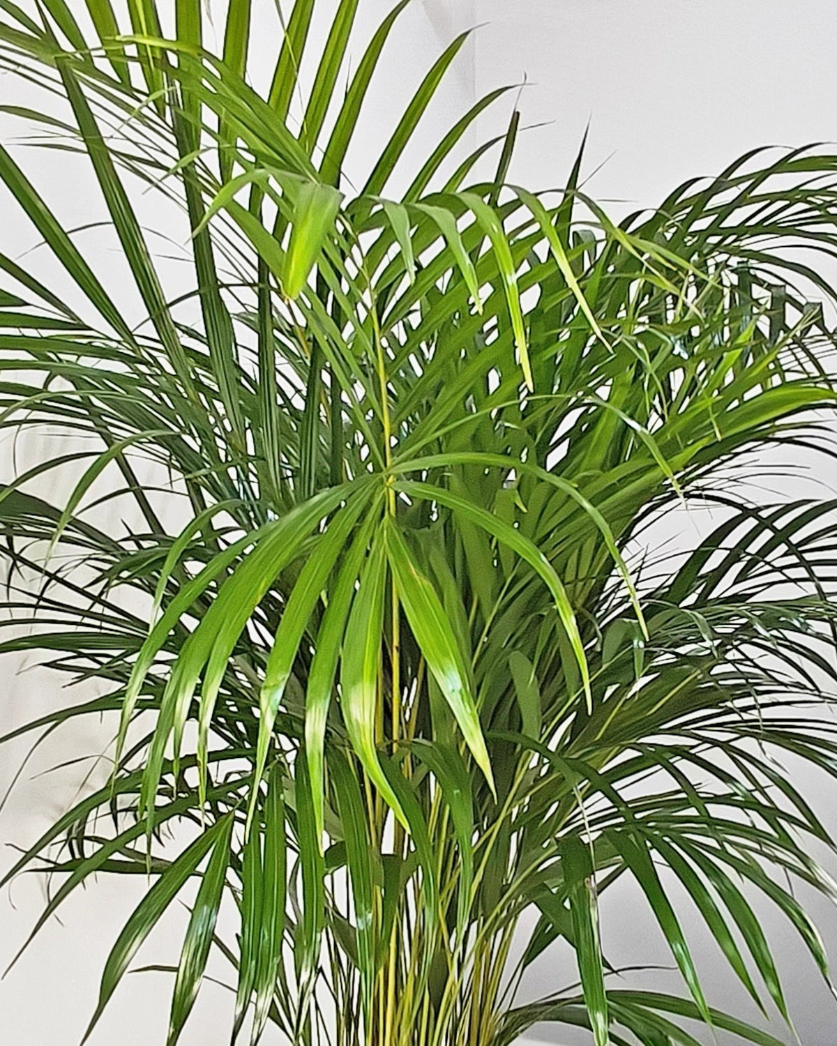 Areca Palm (Dypsis Lutescens) | Medium, 90–100 cm - Acacia Garden Center