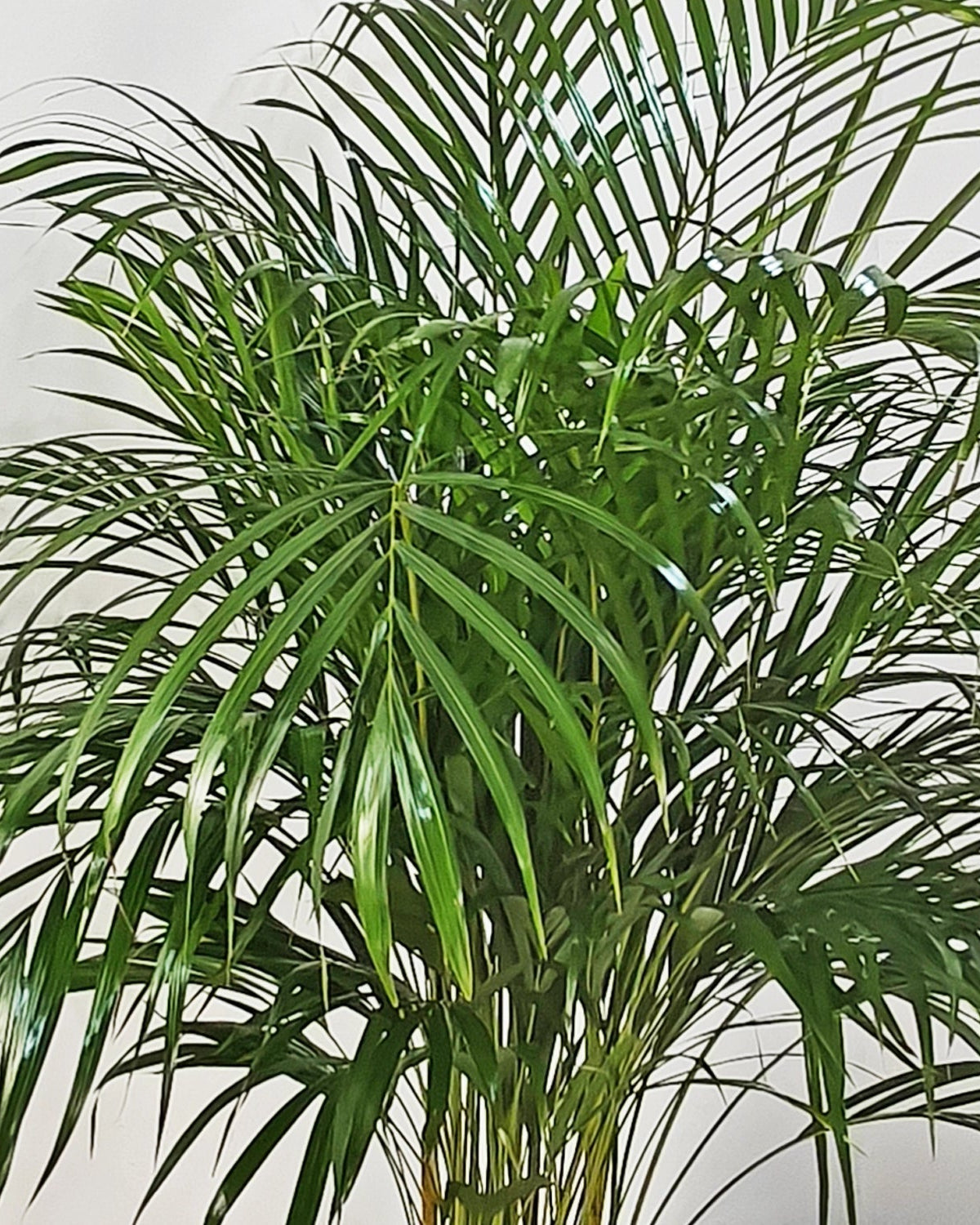 Areca Palm (Dypsis Lutescens) | Medium, 90–100 cm - Acacia Garden Center