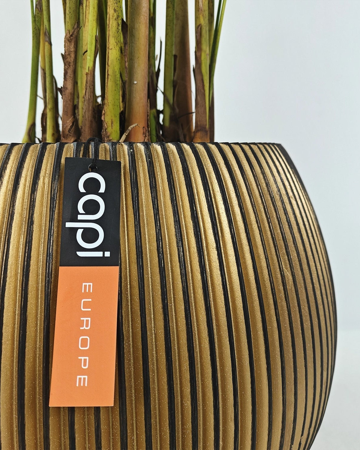 Areca Palm (Dypsis Lutescens) | Medium, 90–100 cm - Acacia Garden Center