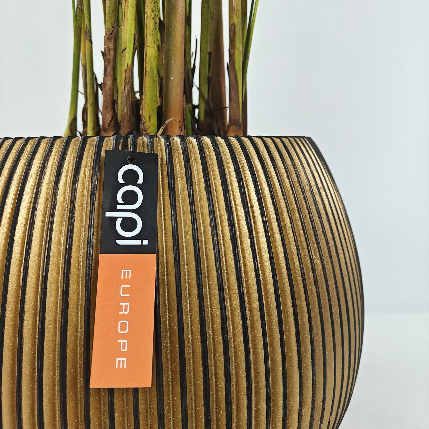 Areca Palm (Dypsis Lutescens) | Medium, 90–100 cm - Acacia Garden Center