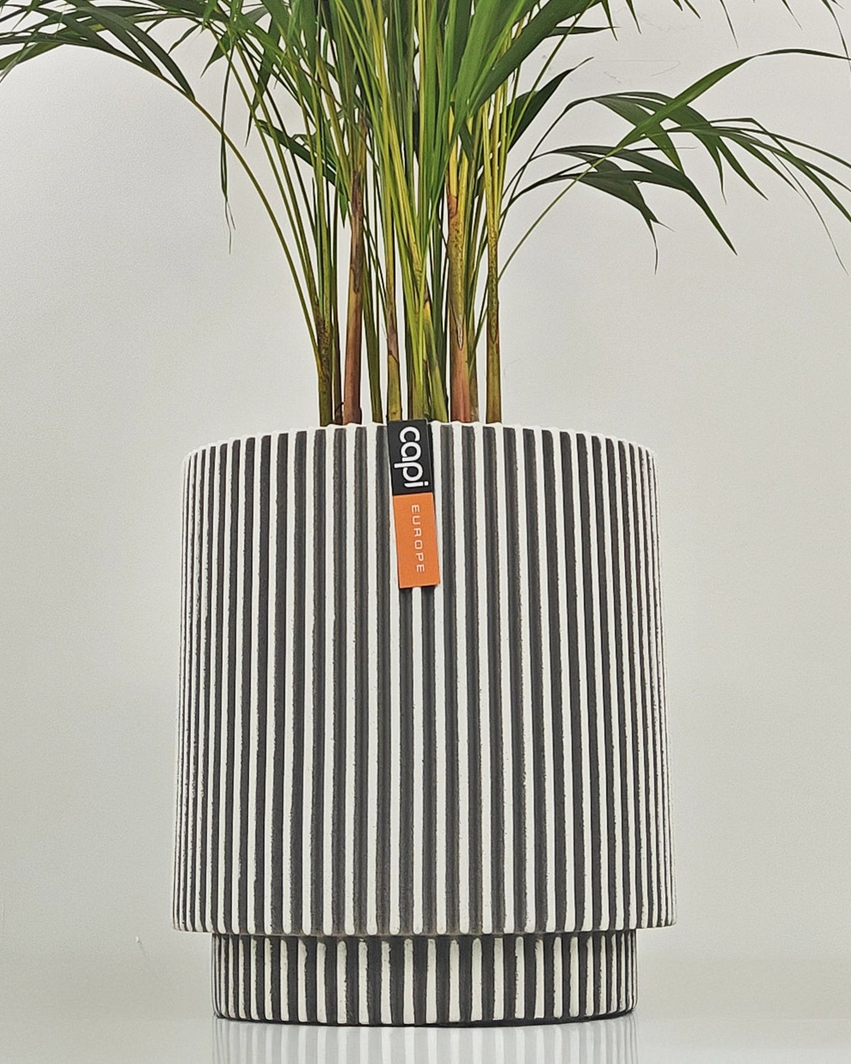 Areca Palm (Dypsis Lutescens) | Medium, 90–100 cm - Acacia Garden Center