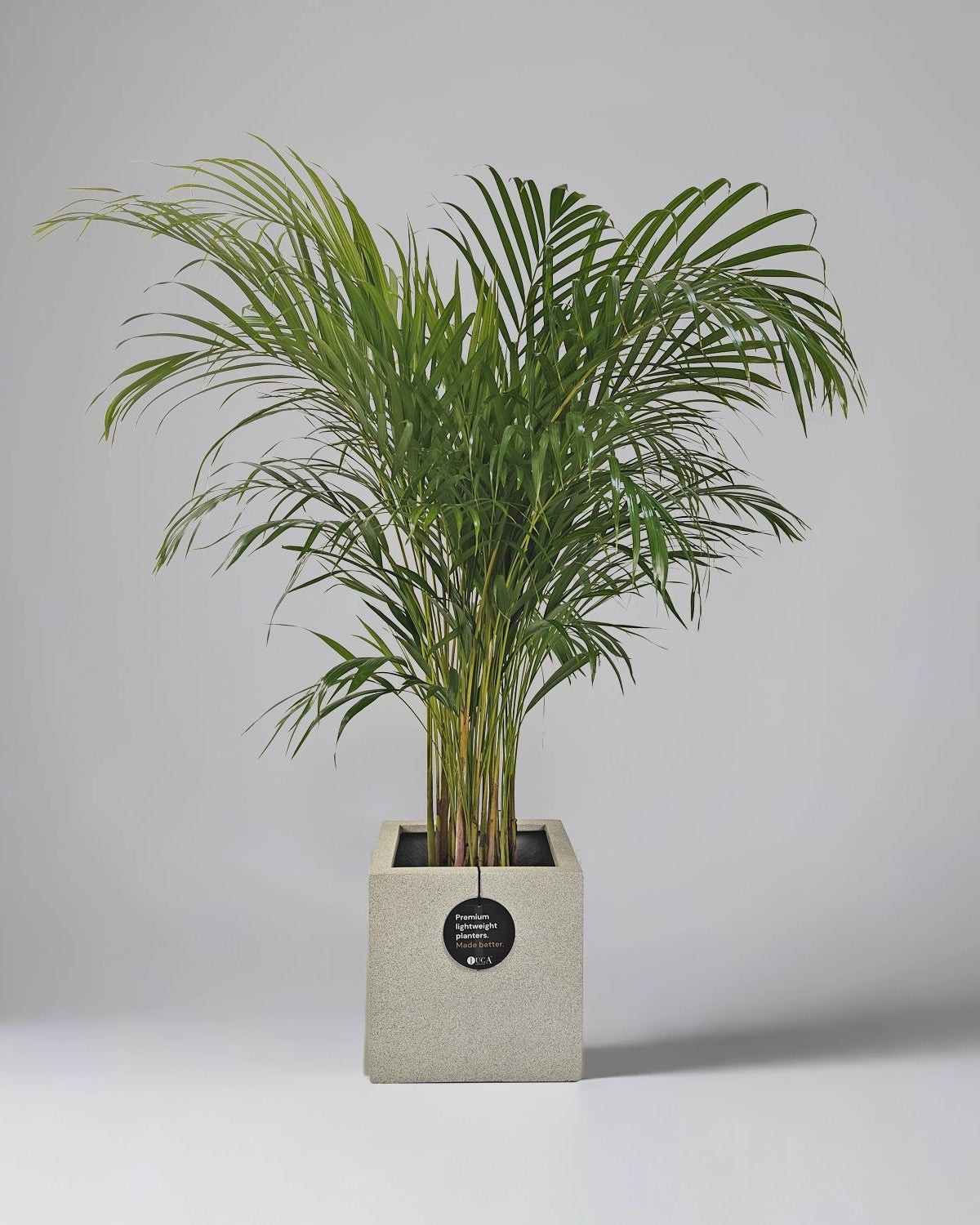 Areca Palm (Dypsis Lutescens) | Medium, 90–100 cm - Acacia Garden Center
