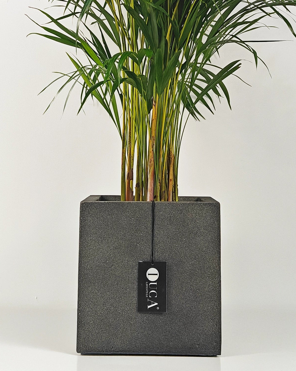 Areca Palm (Dypsis Lutescens) | Medium, 90–100 cm - Acacia Garden Center