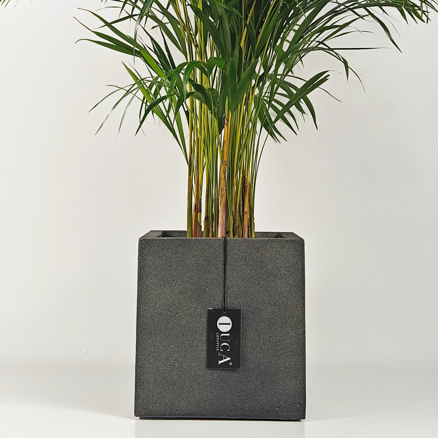 Areca Palm (Dypsis Lutescens) | Medium, 90–100 cm - Acacia Garden Center