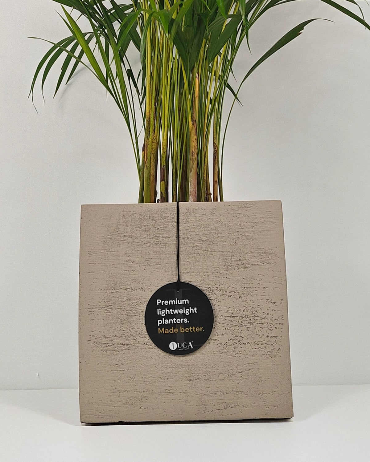 Areca Palm (Dypsis Lutescens) | Medium, 90–100 cm - Acacia Garden Center