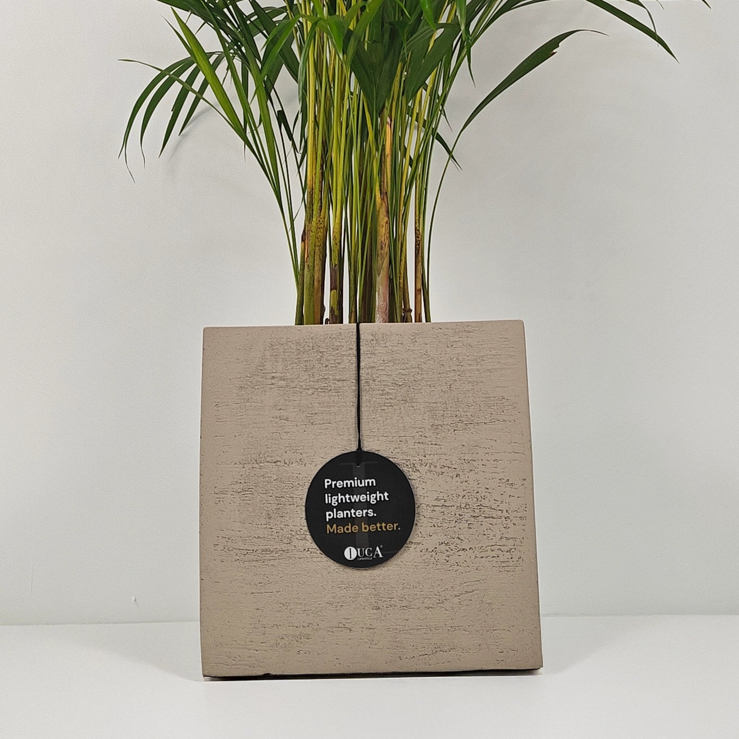 Areca Palm (Dypsis Lutescens) | Medium, 90–100 cm - Acacia Garden Center