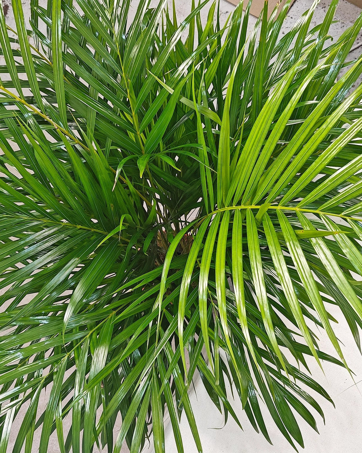 Areca Palm (Dypsis Lutescens) | Medium, 90–100 cm - Acacia Garden Center