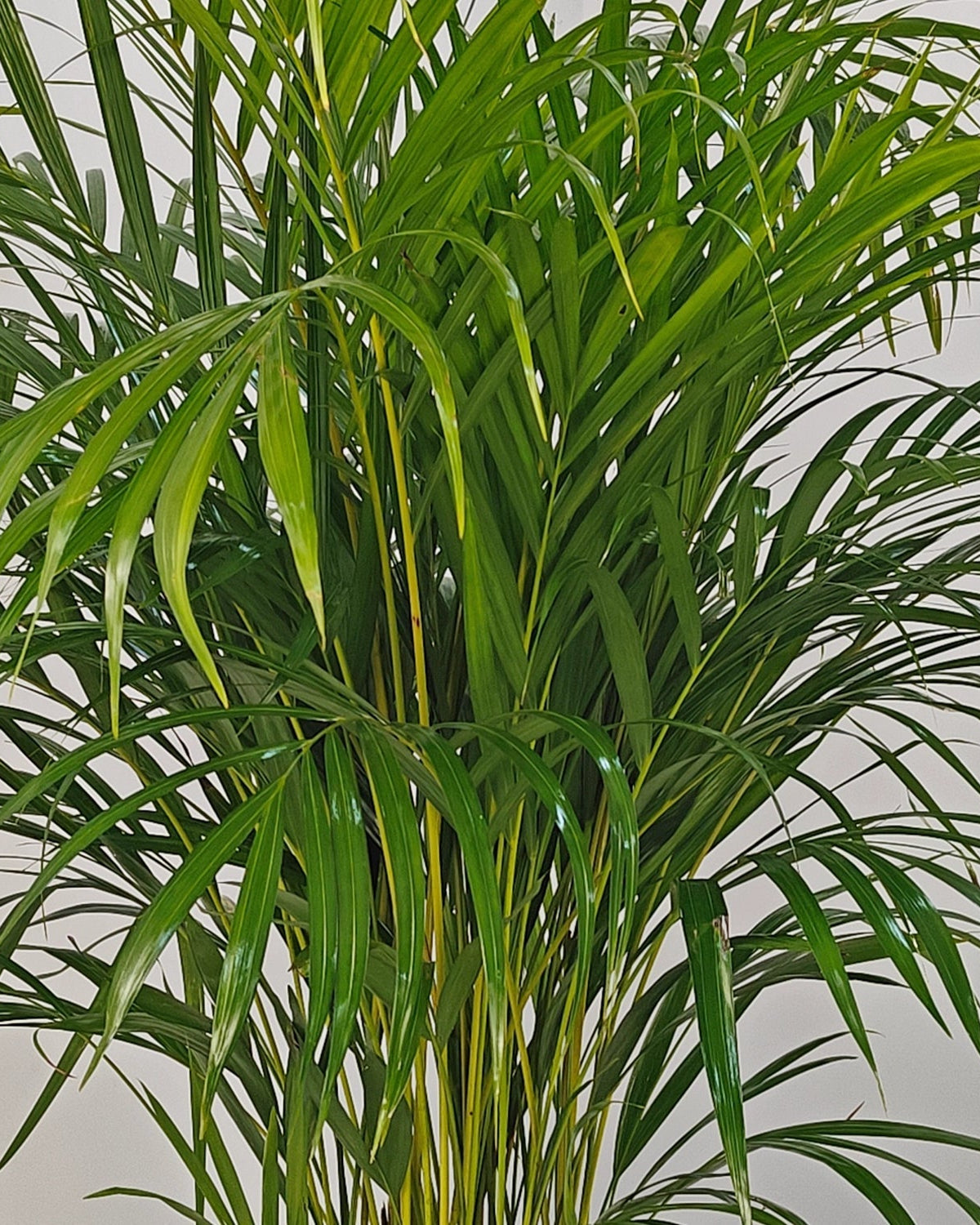 Areca Palm (Dypsis Lutescens) | Medium, 90–100 cm - Acacia Garden Center