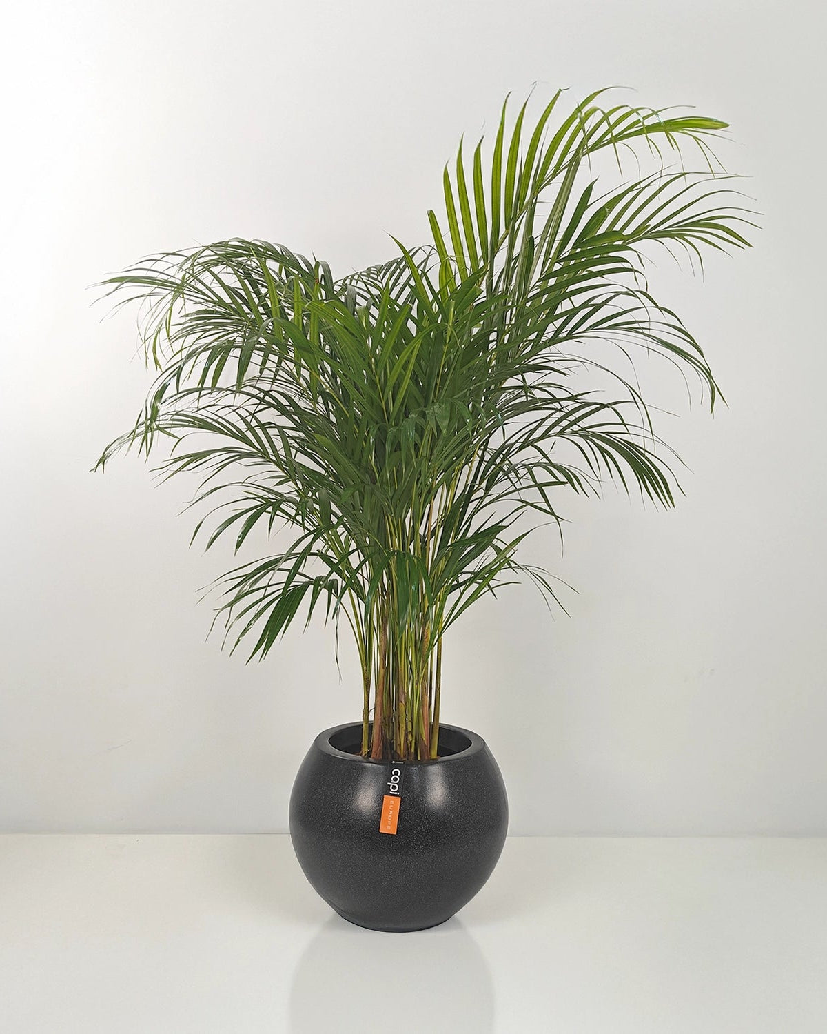 Areca Palm (Dypsis Lutescens) | Medium, 90–100 cm - Acacia Garden Center
