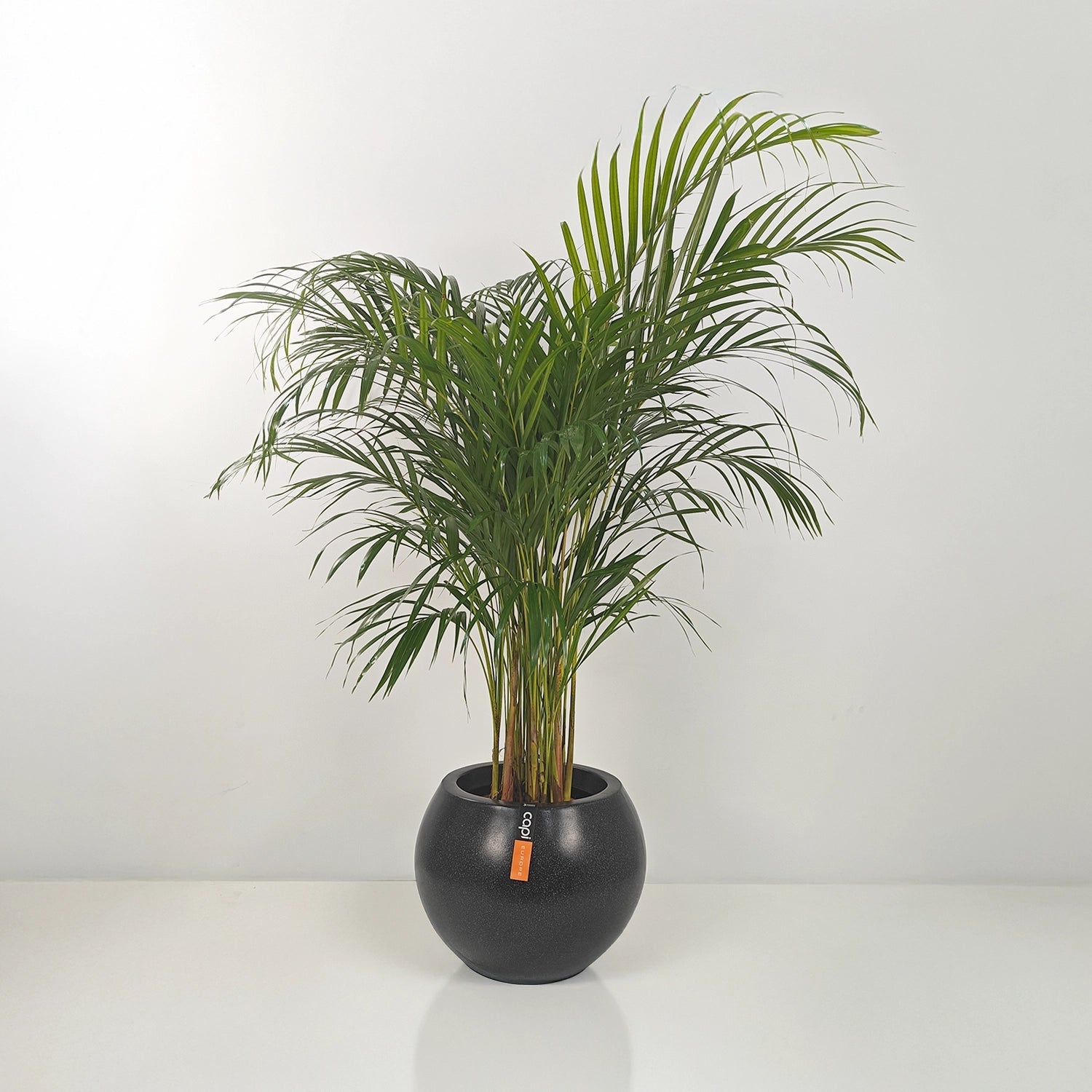 Areca Palm (Dypsis Lutescens) | Medium, 90–100 cm - Acacia Garden Center