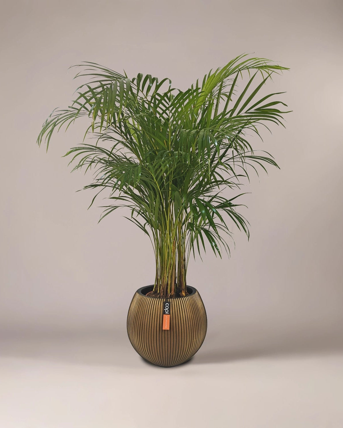 Areca Palm (Dypsis Lutescens) | Medium, 90–100 cm - Acacia Garden Center