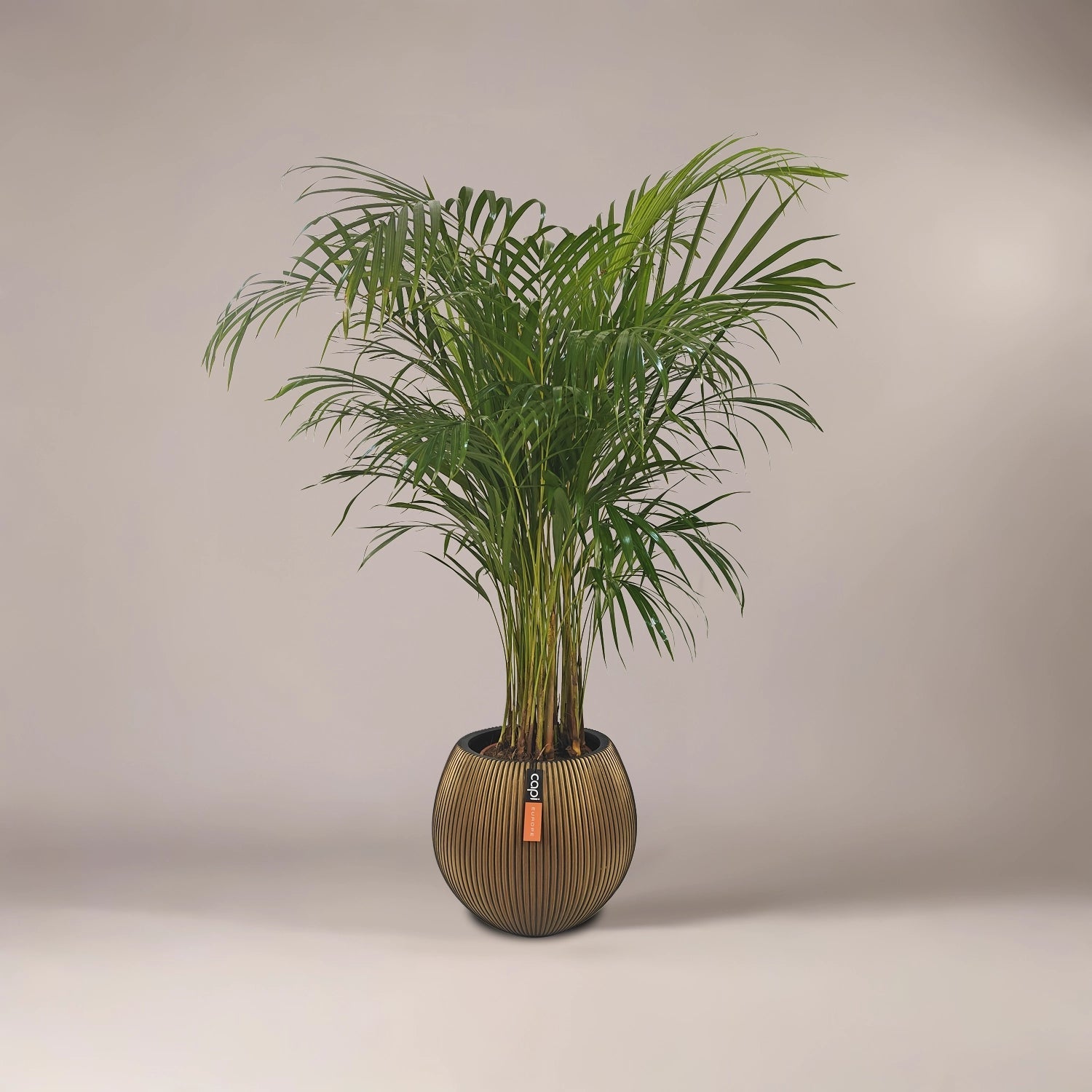 Areca Palm (Dypsis Lutescens) | Medium, 90–100 cm - Acacia Garden Center