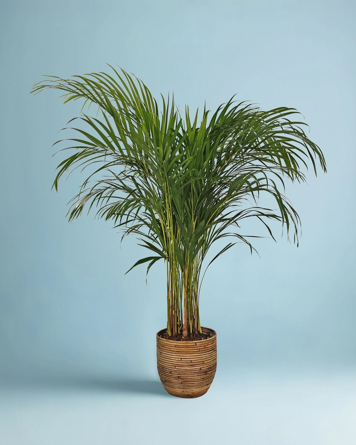 Areca Palm (Dypsis Lutescens) | Medium, 90–100 cm - Acacia Garden Center