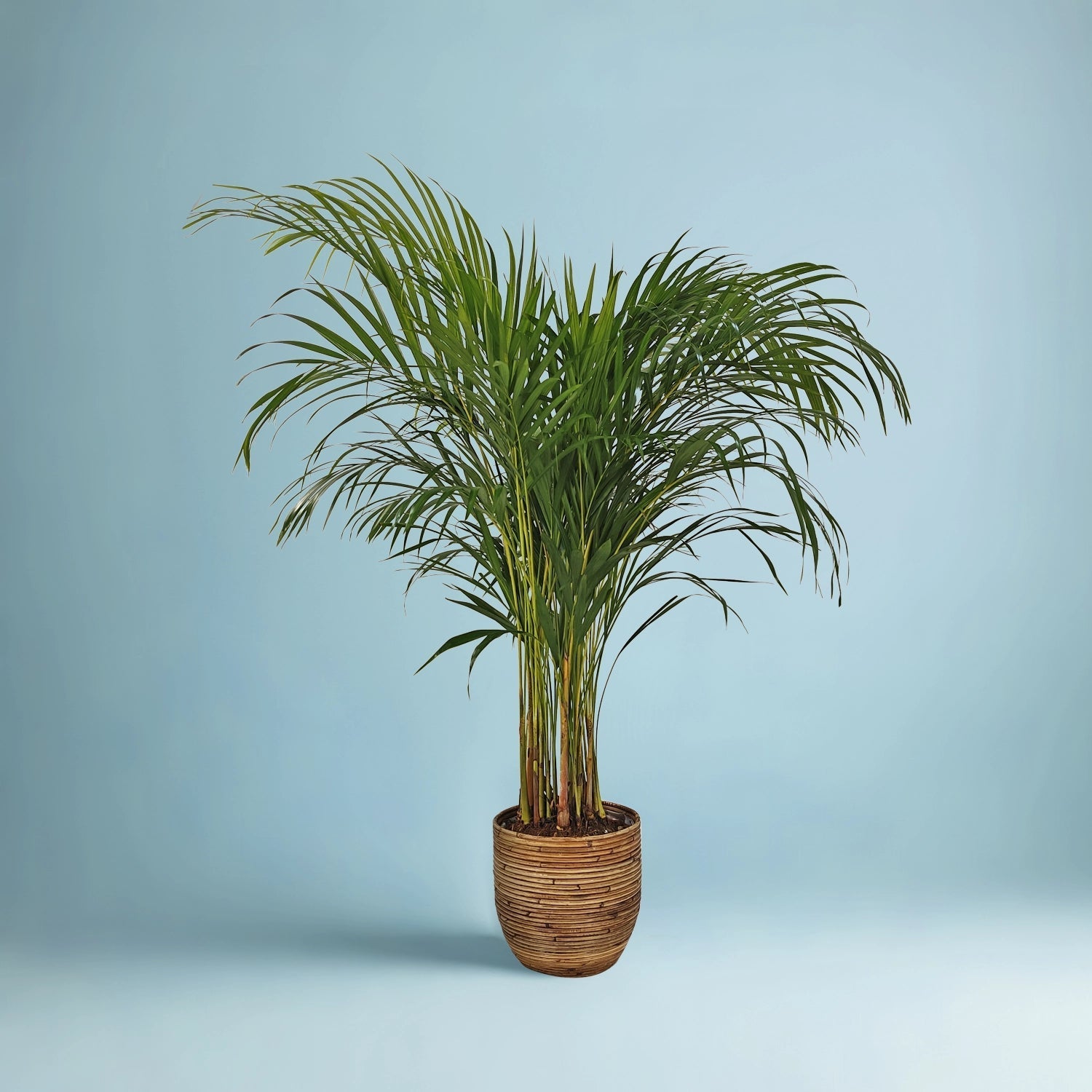 Areca Palm (Dypsis Lutescens) | Medium, 90–100 cm - Acacia Garden Center