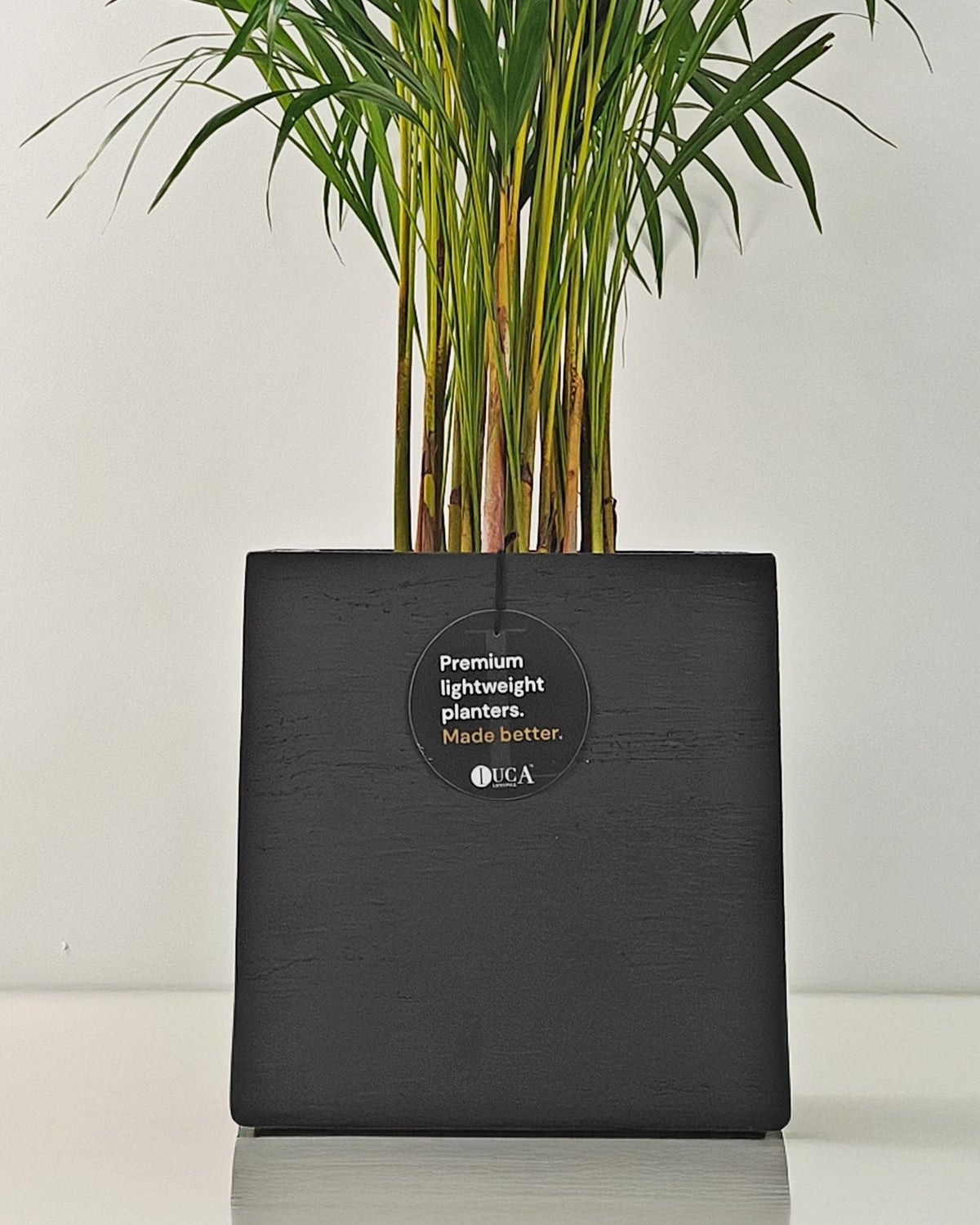 Areca Palm (Dypsis Lutescens) | Medium, 90–100 cm - Acacia Garden Center