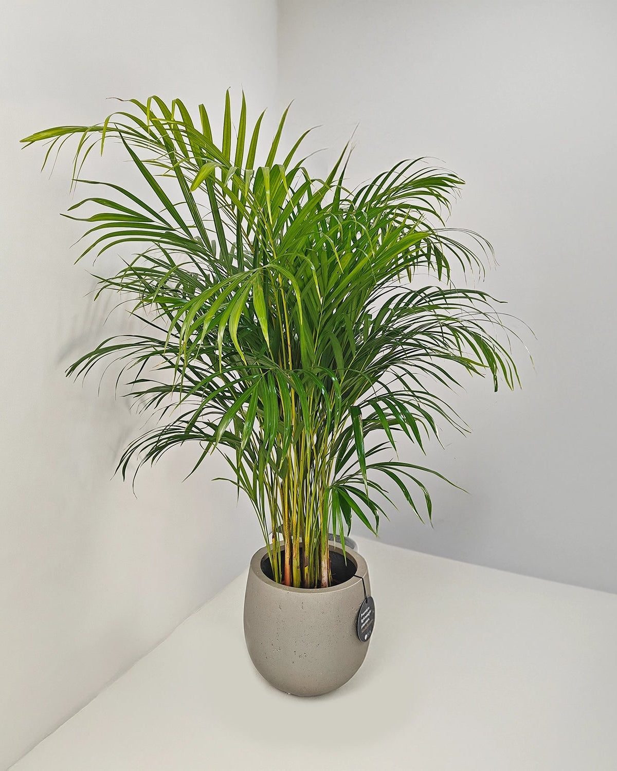 Areca Palm (Dypsis Lutescens) | Medium, 90–100 cm - Acacia Garden Center