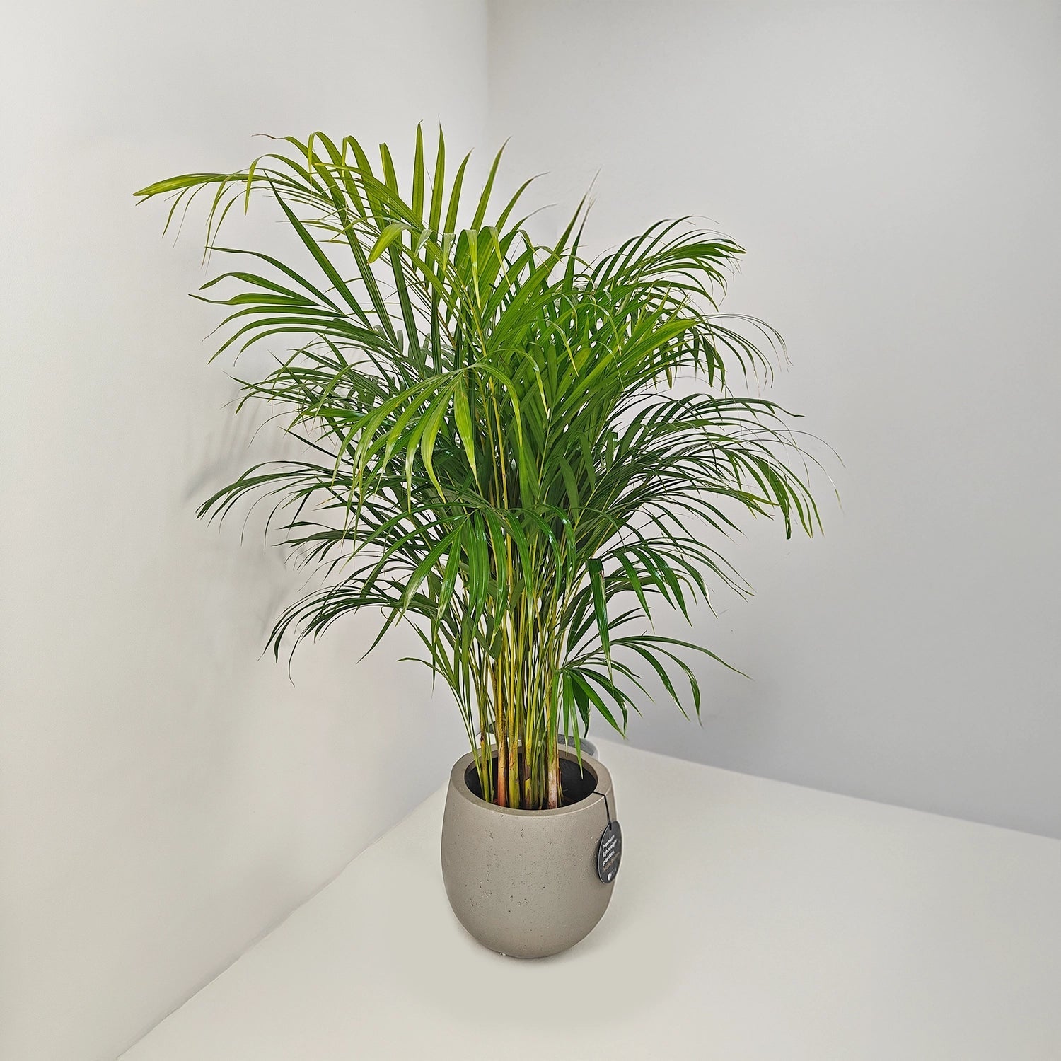 Areca Palm (Dypsis Lutescens) | Medium, 90–100 cm - Acacia Garden Center