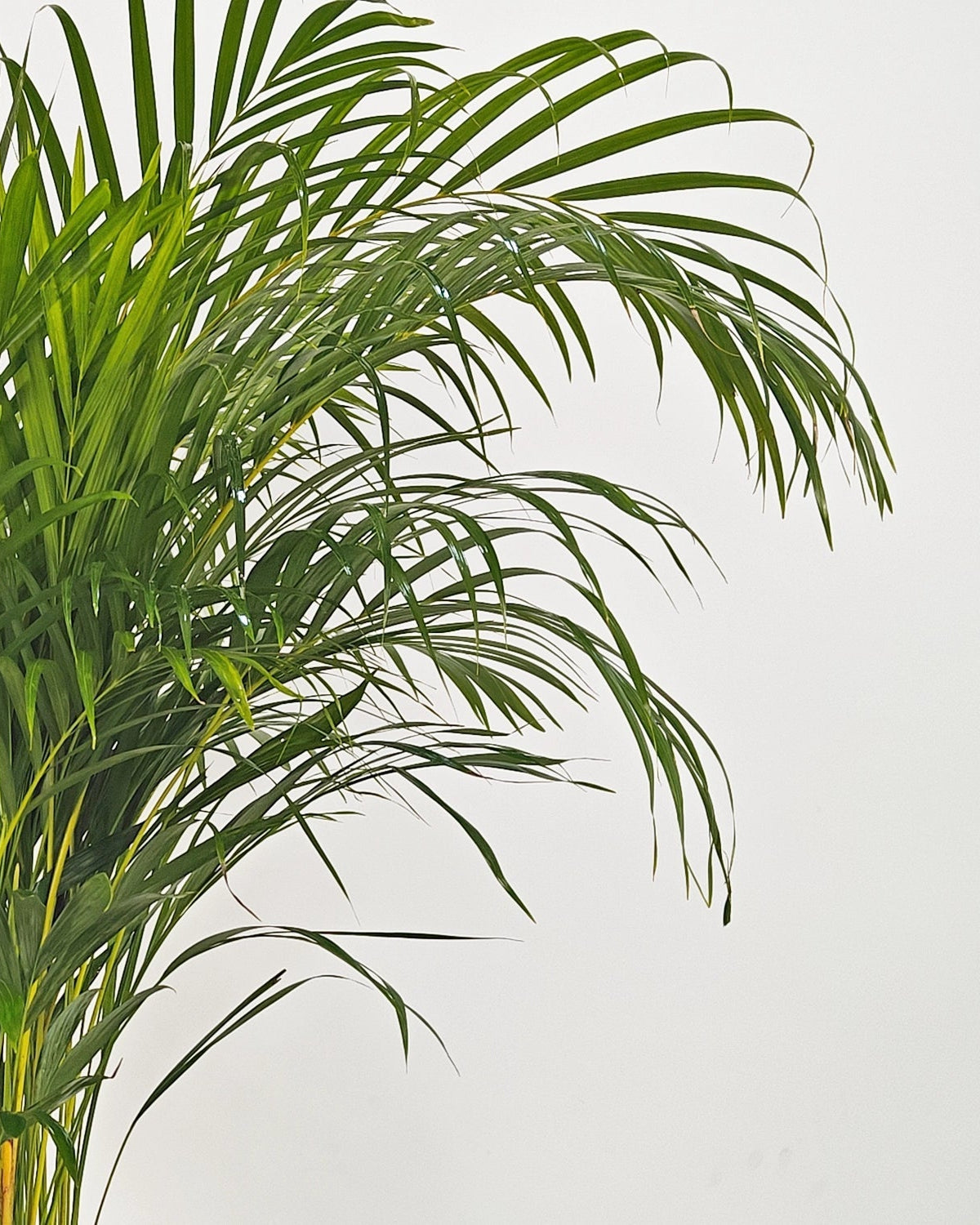 Areca Palm (Dypsis Lutescens) | Medium, 90–100 cm - Acacia Garden Center