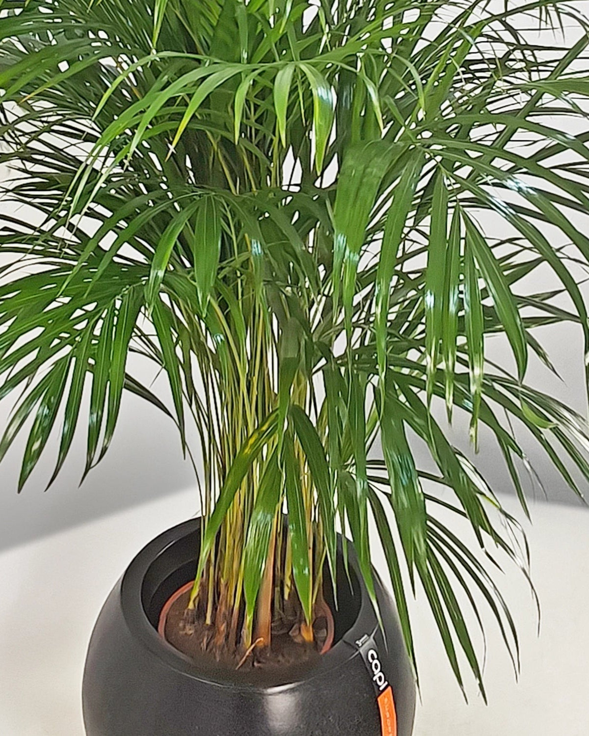 Areca Palm (Dypsis Lutescens) | Medium, 90–100 cm - Acacia Garden Center