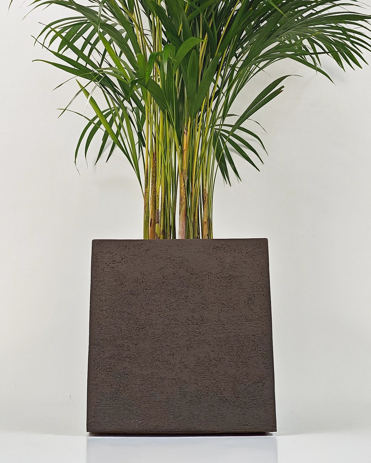 Areca Palm (Dypsis Lutescens) | Medium, 90–100 cm - Acacia Garden Center