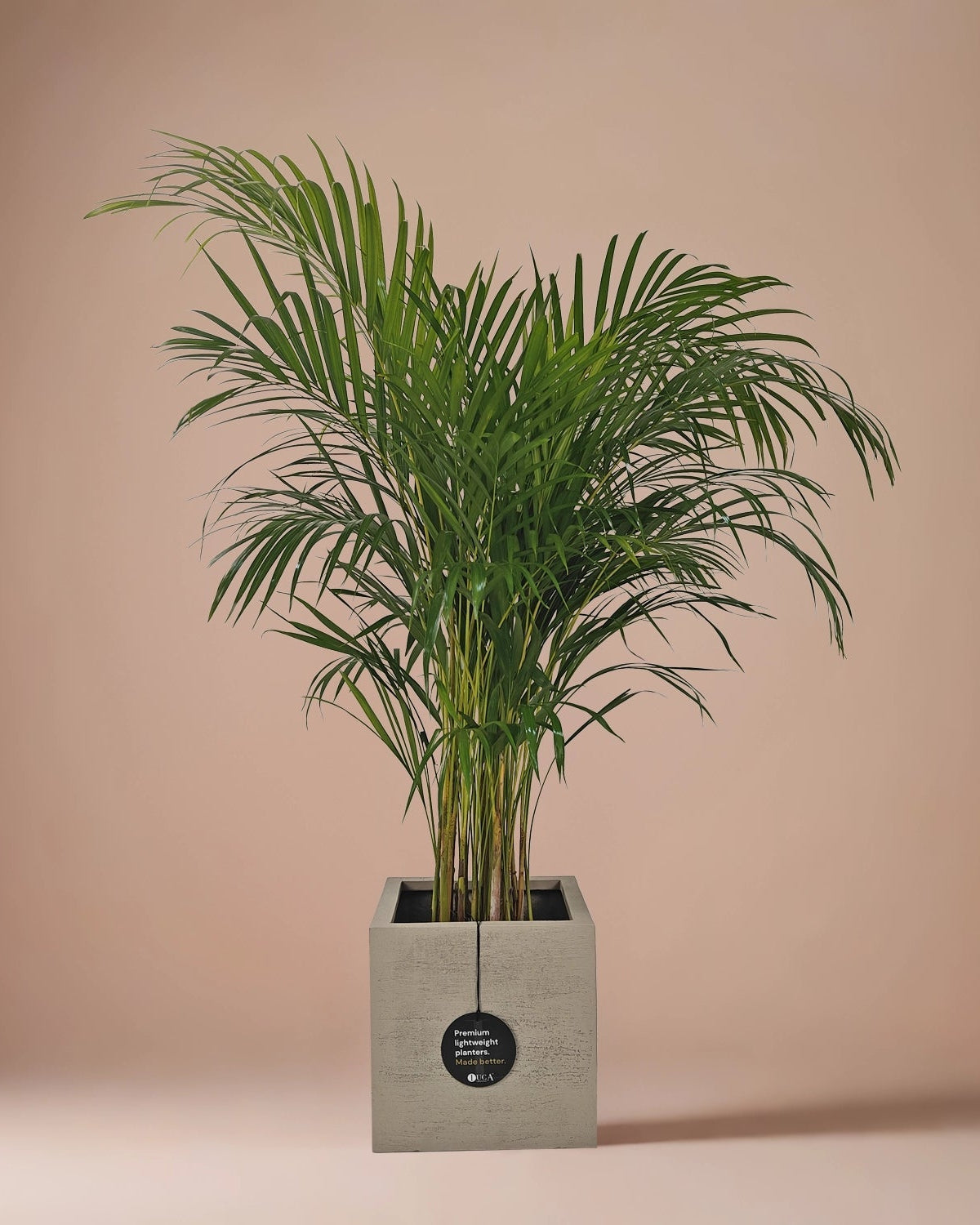 Areca Palm (Dypsis Lutescens) | Medium, 90–100 cm - Acacia Garden Center