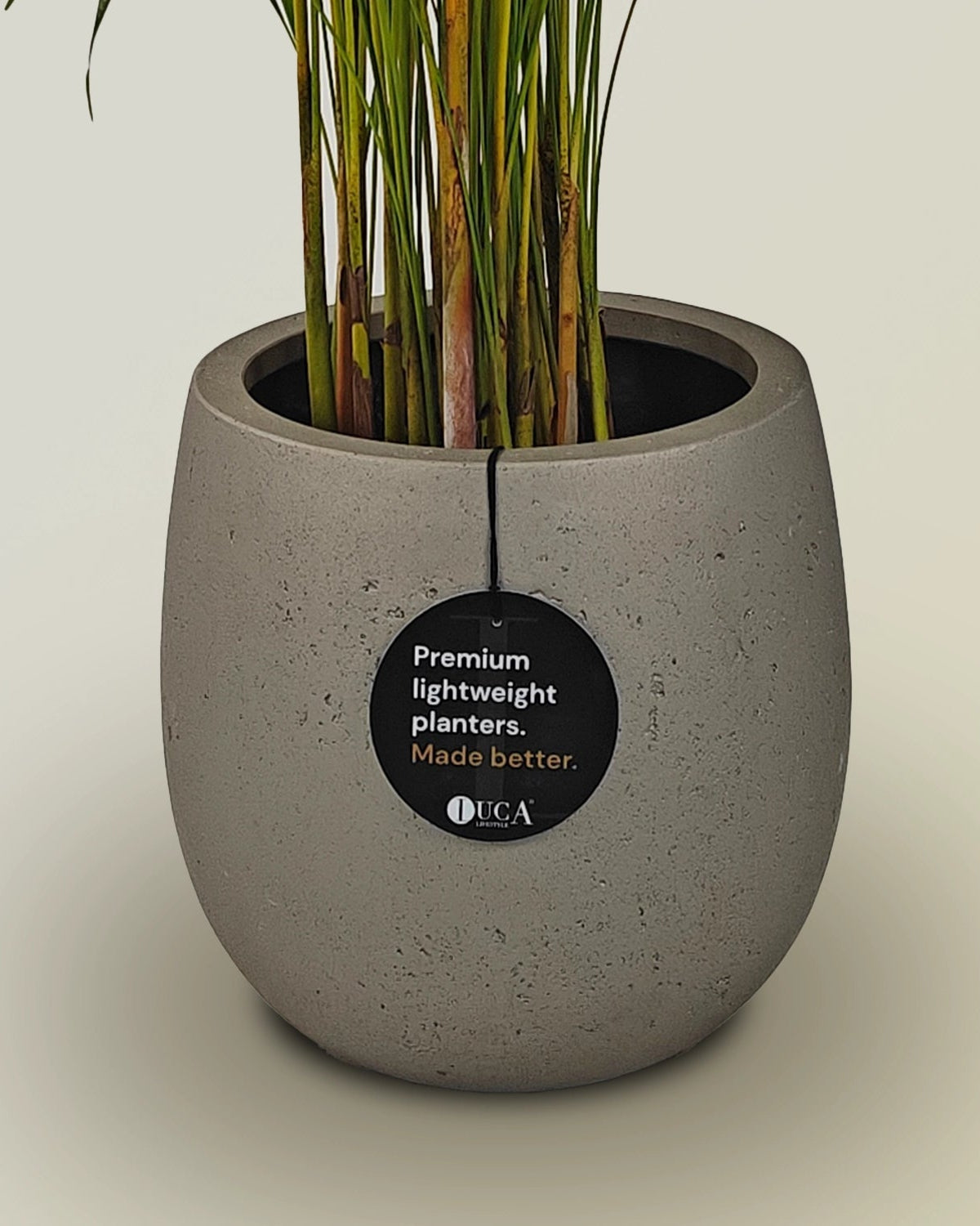 Areca Palm (Dypsis Lutescens) | Medium, 90–100 cm - Acacia Garden Center