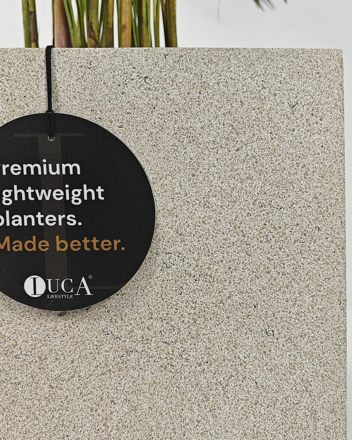 Areca Palm (Dypsis Lutescens) | Medium, 90–100 cm - Acacia Garden Center
