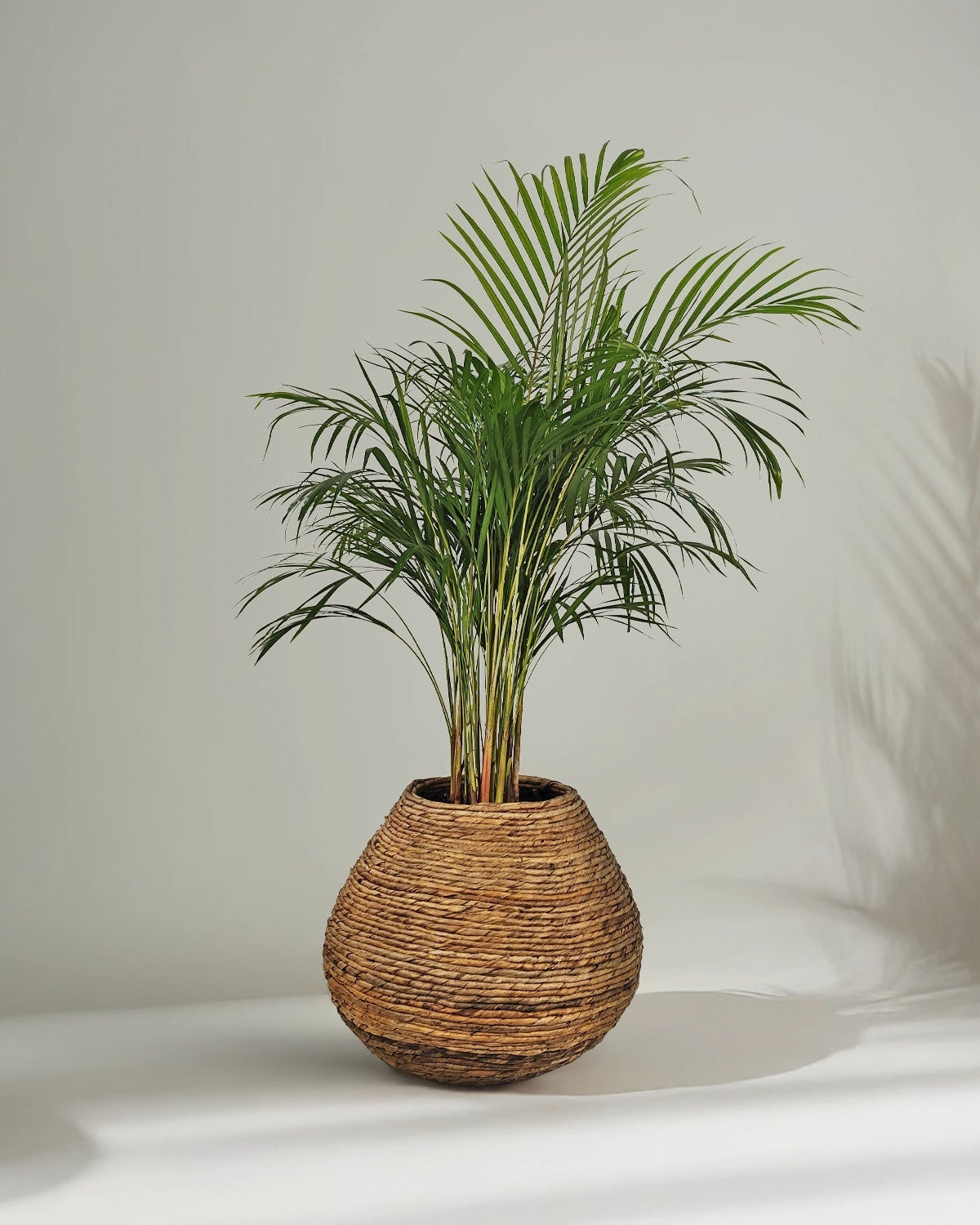 Areca Palm (Dypsis Lutescens) | Medium, 90–100 cm - Acacia Garden Center
