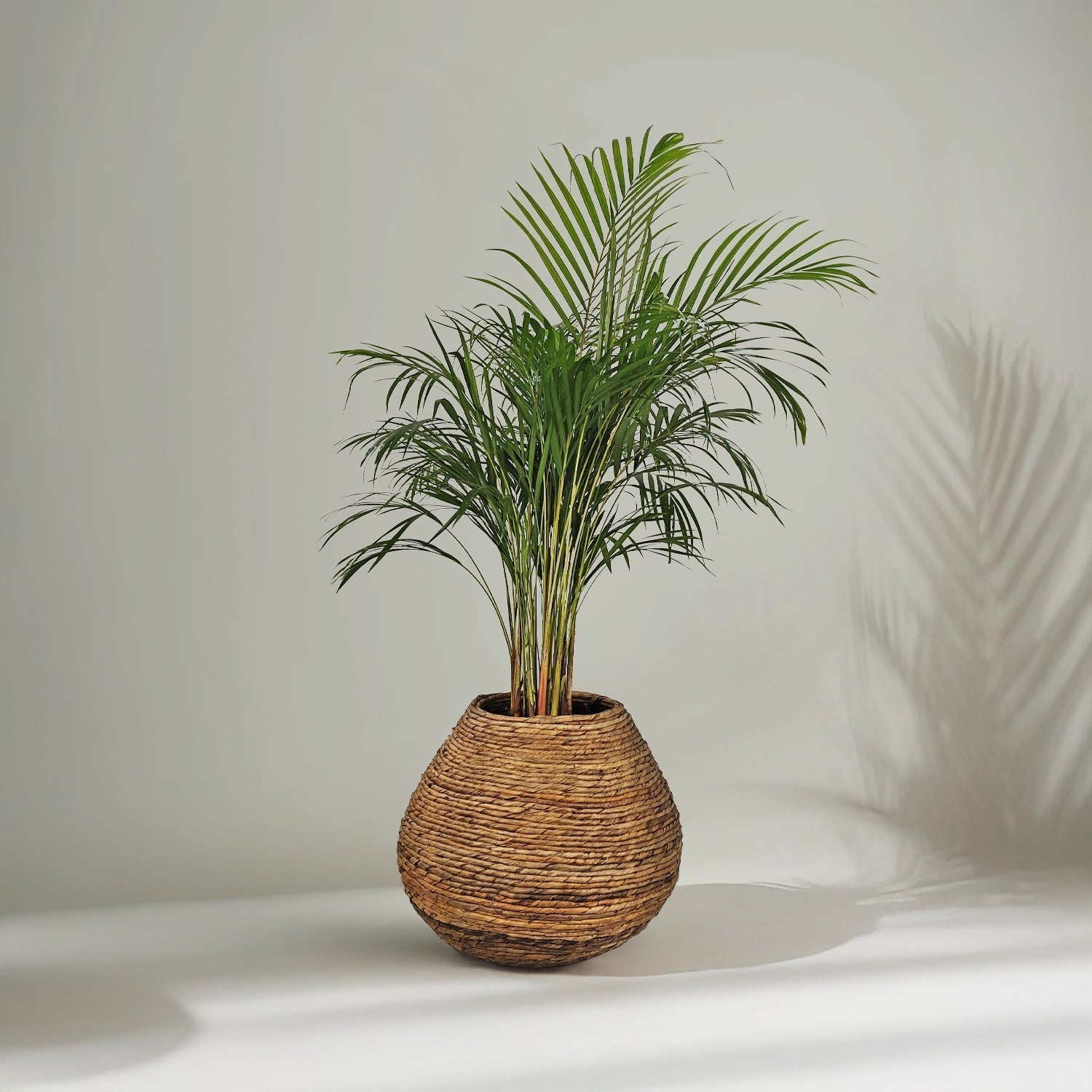 Areca Palm (Dypsis Lutescens) | Medium, 90–100 cm - Acacia Garden Center