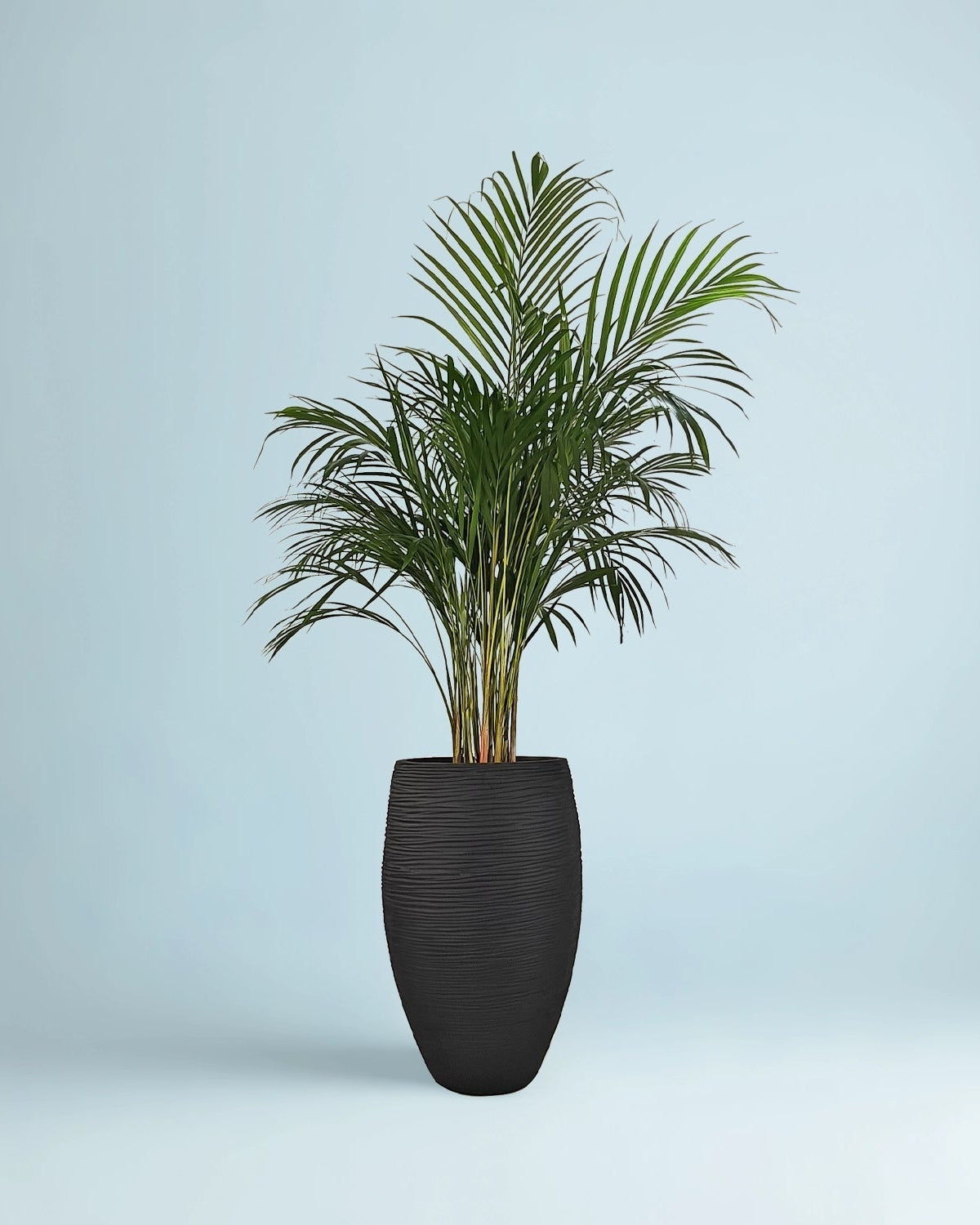 Areca Palm (Dypsis Lutescens) | Medium, 90–100 cm - Acacia Garden Center