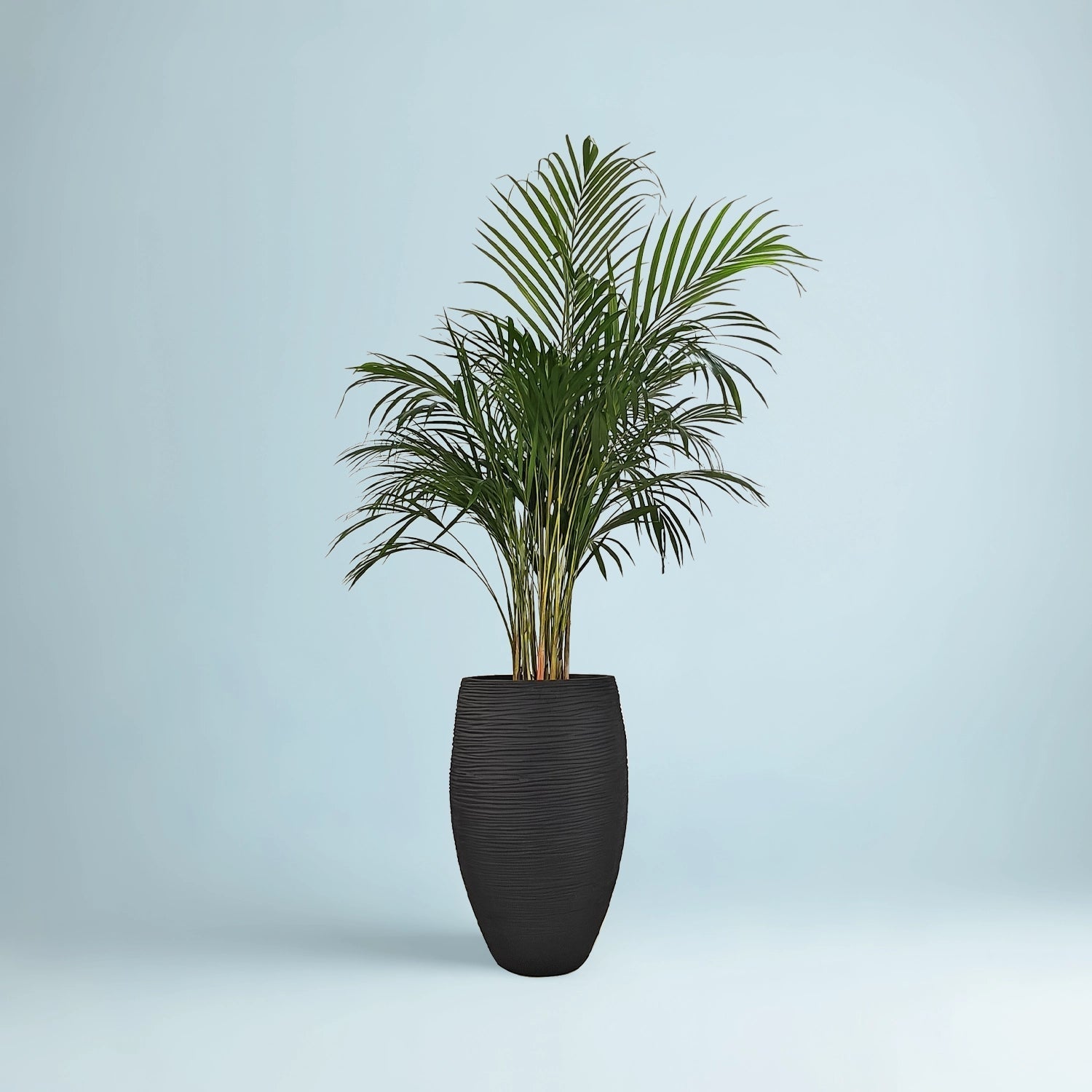 Areca Palm (Dypsis Lutescens) | Medium, 90–100 cm - Acacia Garden Center