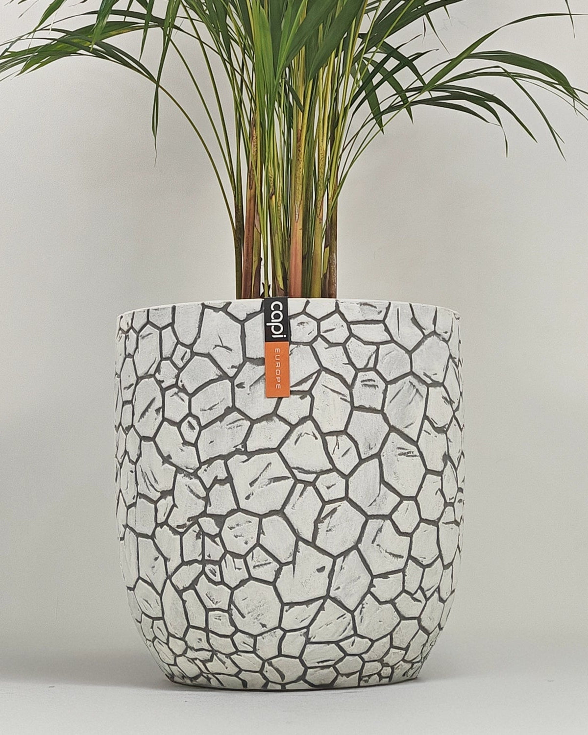 Areca Palm (Dypsis Lutescens) | Medium, 90–100 cm - Acacia Garden Center