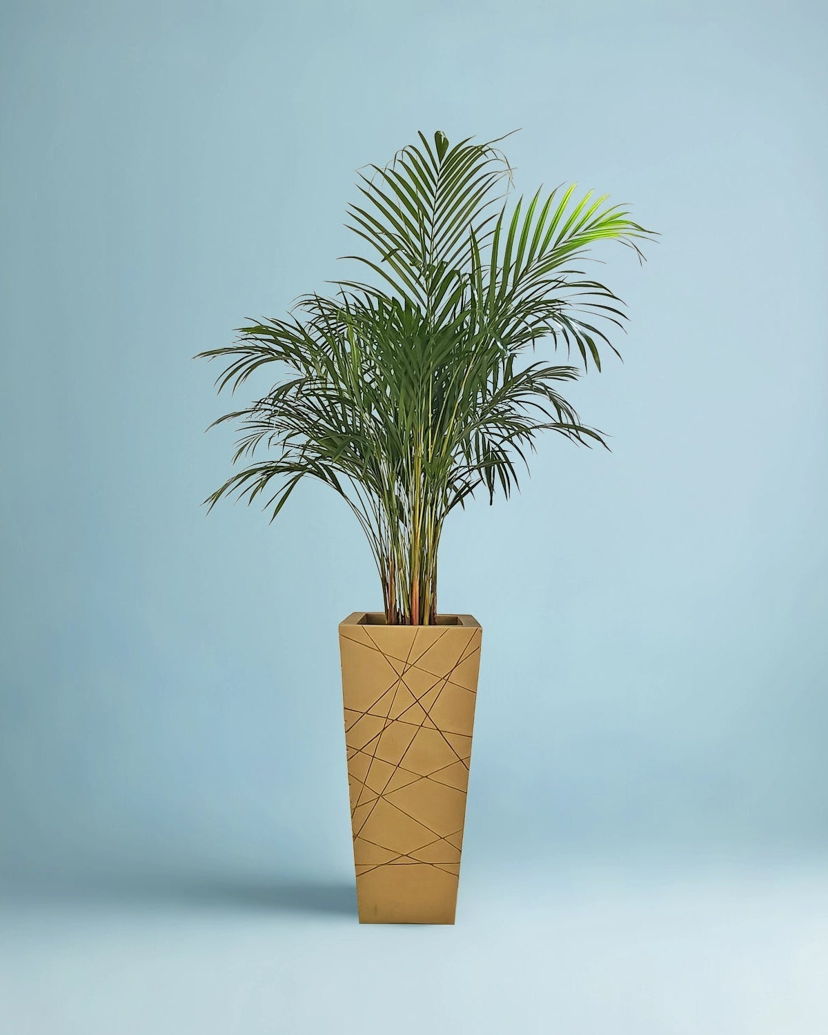 Areca Palm (Dypsis Lutescens) | Medium, 90–100 cm - Acacia Garden Center