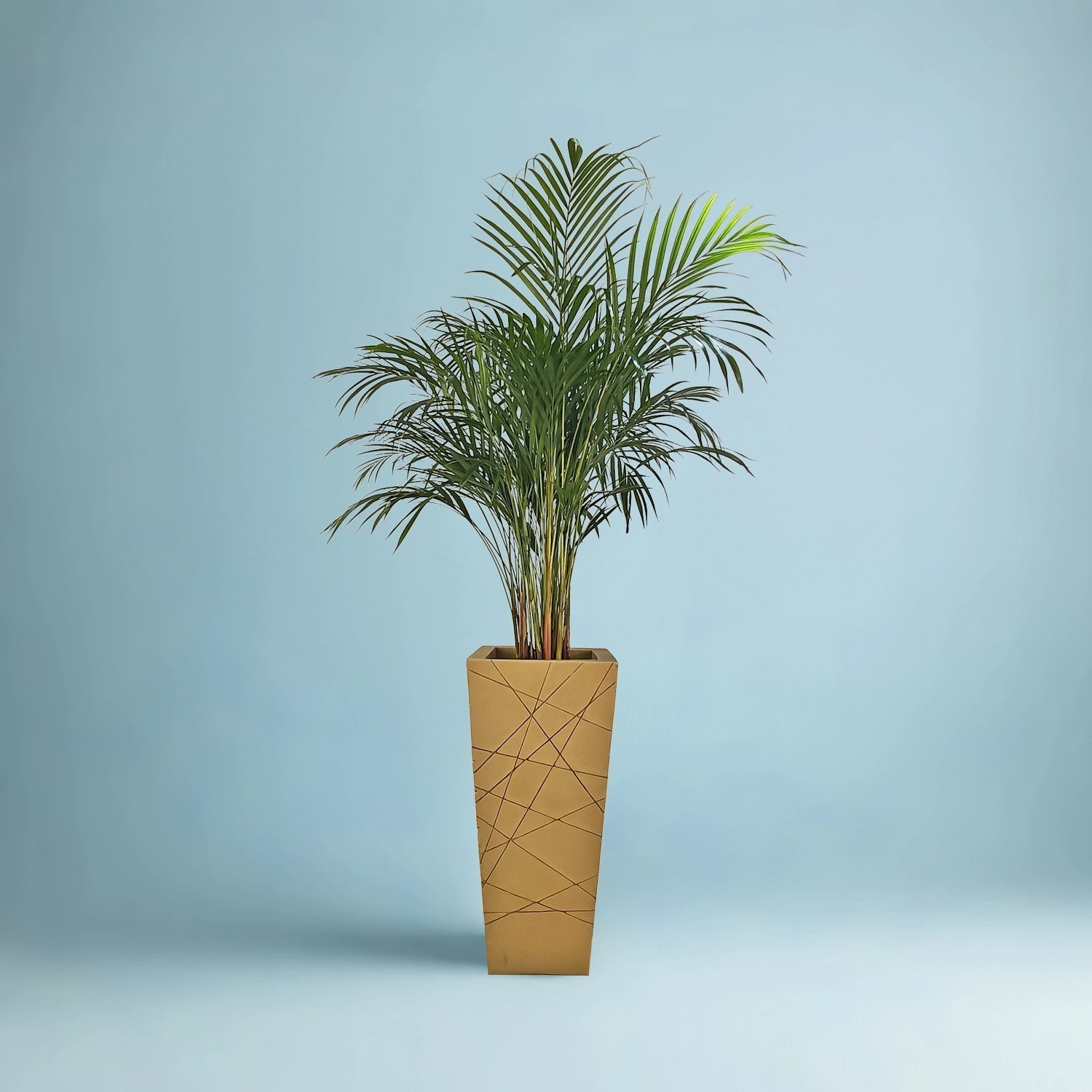 Areca Palm (Dypsis Lutescens) | Medium, 90–100 cm - Acacia Garden Center
