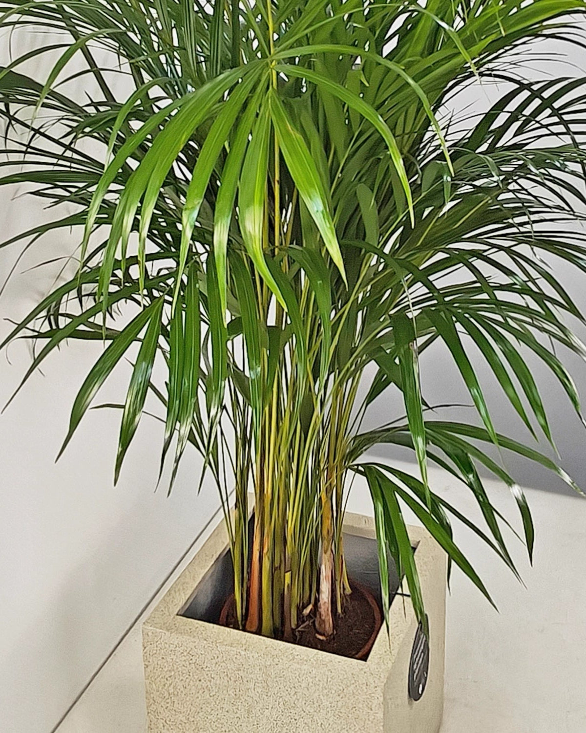 Areca Palm (Dypsis Lutescens) | Medium, 90–100 cm - Acacia Garden Center