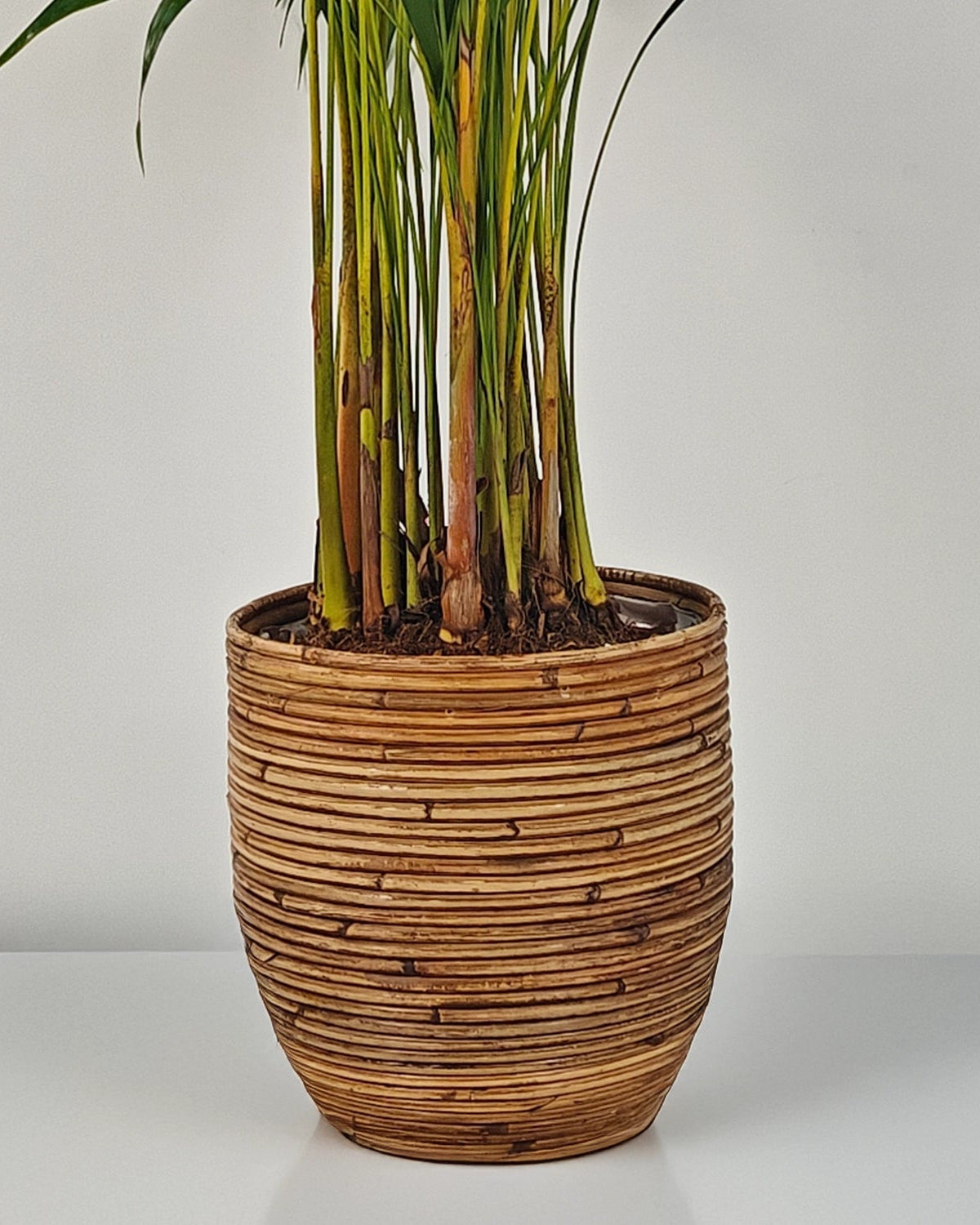 Areca Palm (Dypsis Lutescens) | Medium, 90–100 cm - Acacia Garden Center