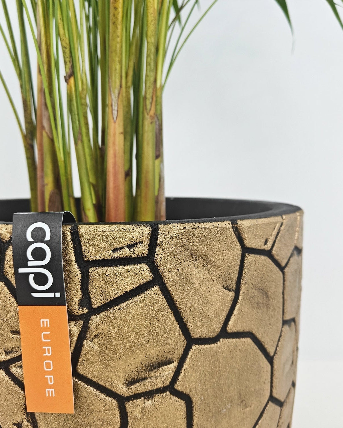 Areca Palm (Dypsis Lutescens) | Medium, 90–100 cm - Acacia Garden Center