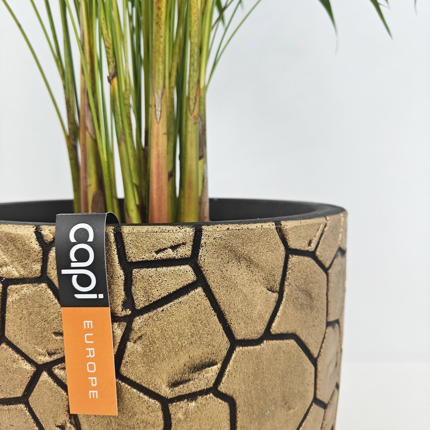 Areca Palm (Dypsis Lutescens) | Medium, 90–100 cm - Acacia Garden Center