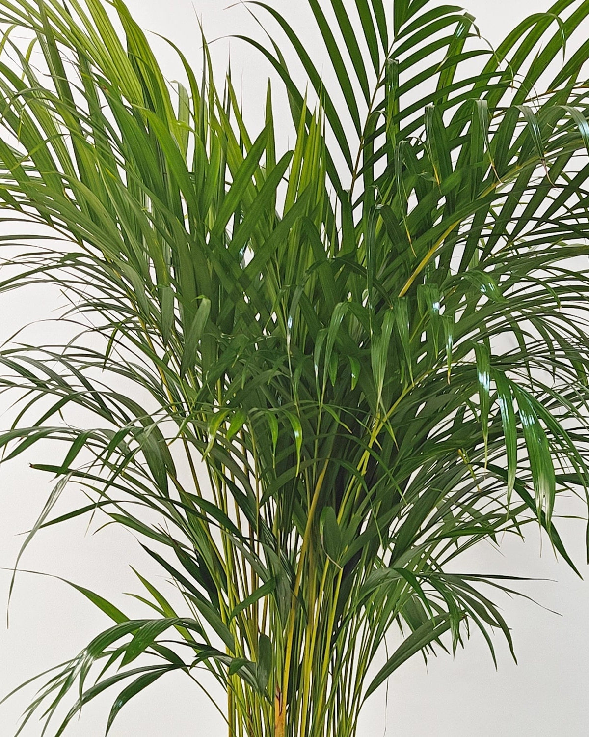 Areca Palm (Dypsis Lutescens) | Medium, 90–100 cm - Acacia Garden Center