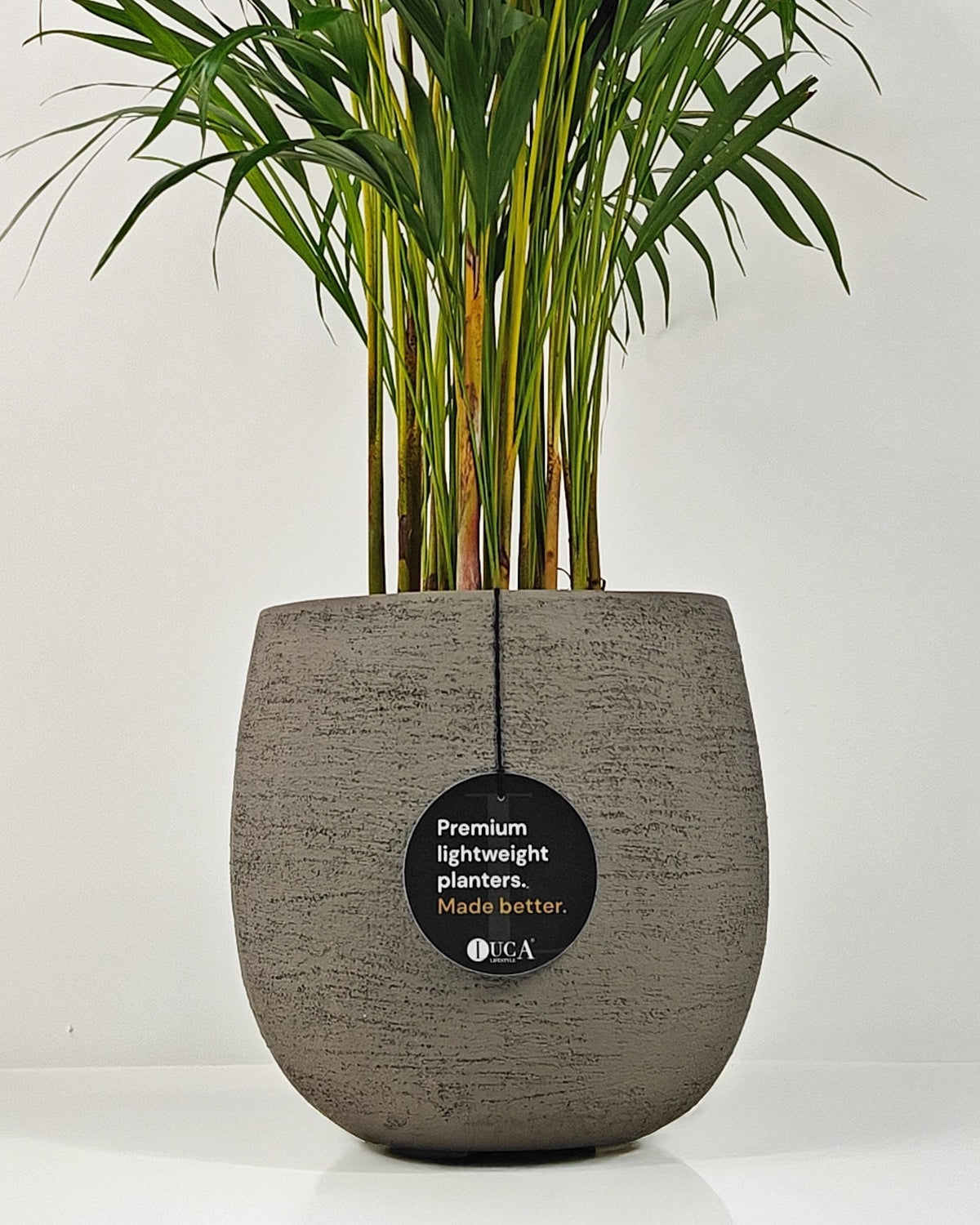 Areca Palm (Dypsis Lutescens) | Medium, 90–100 cm - Acacia Garden Center
