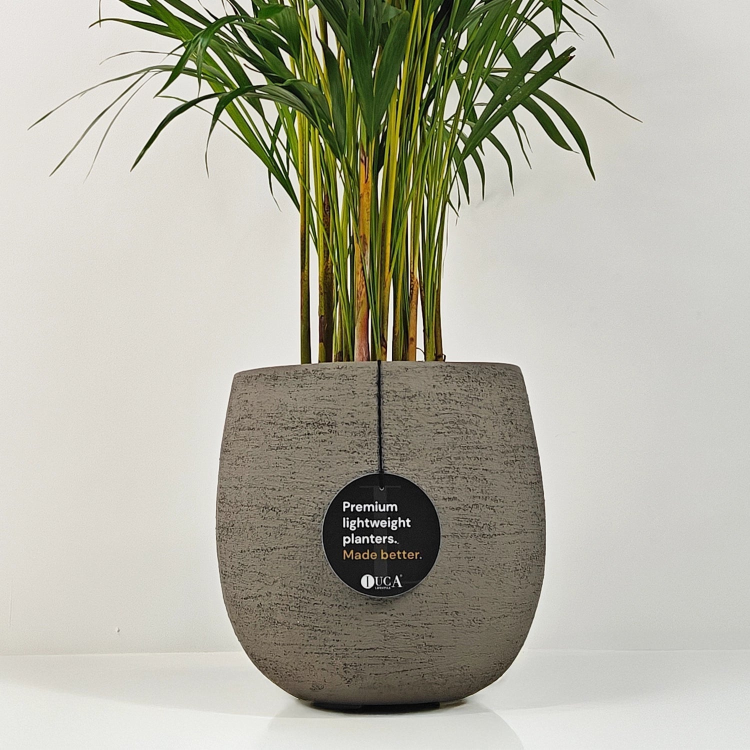 Areca Palm (Dypsis Lutescens) | Medium, 90–100 cm - Acacia Garden Center