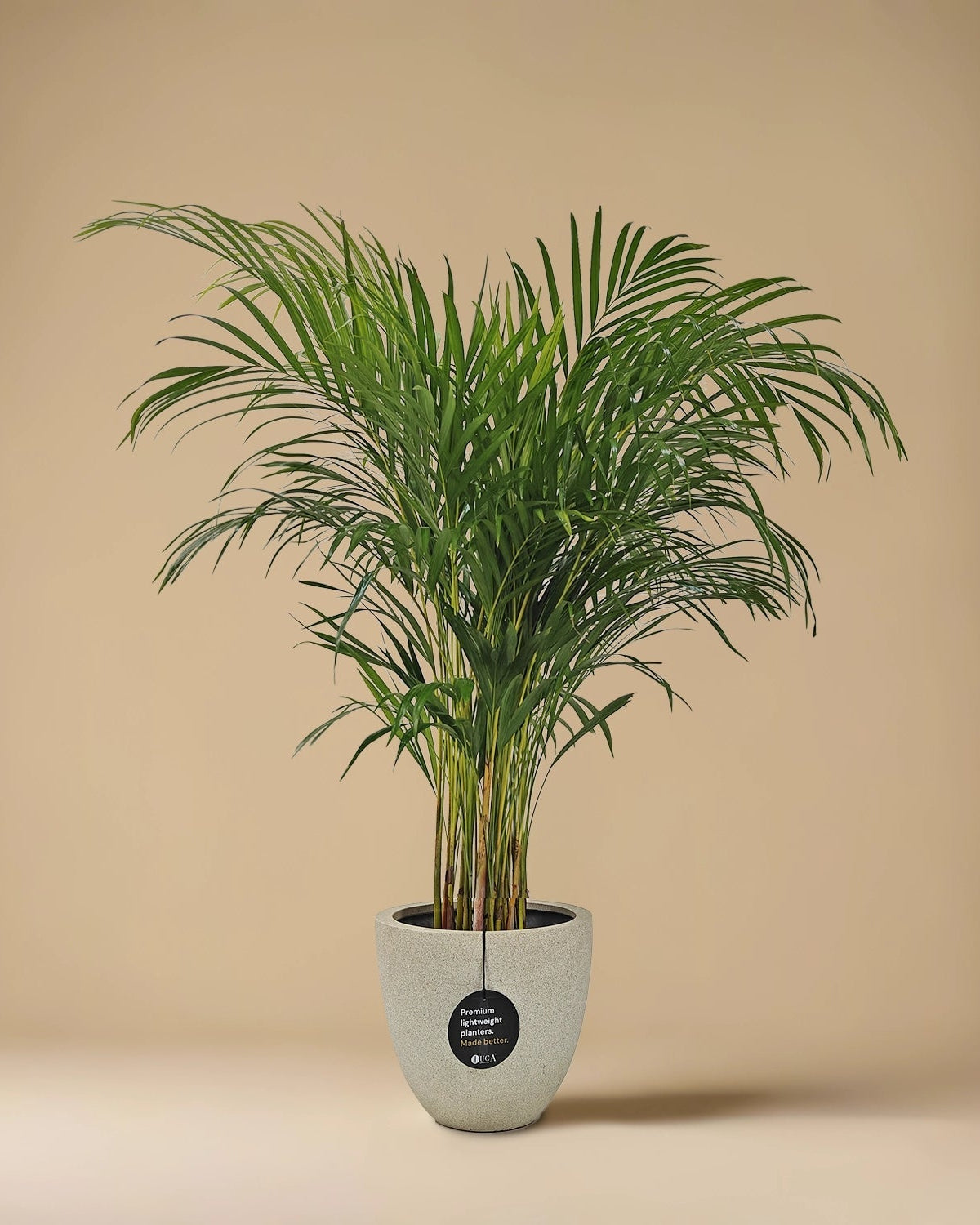 Areca Palm (Dypsis Lutescens) | Medium, 90–100 cm - Acacia Garden Center