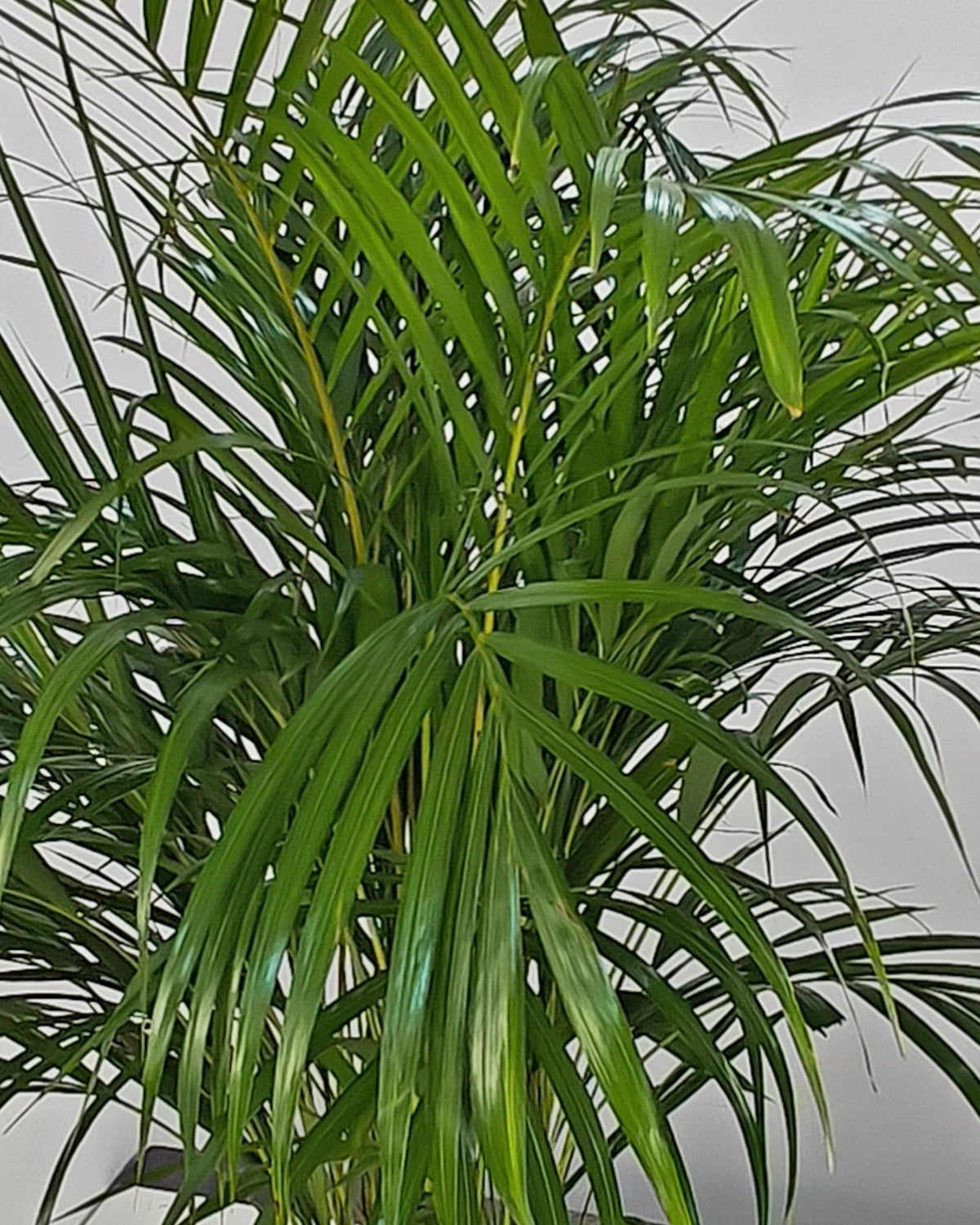 Areca Palm (Dypsis Lutescens) | Medium, 90–100 cm - Acacia Garden Center