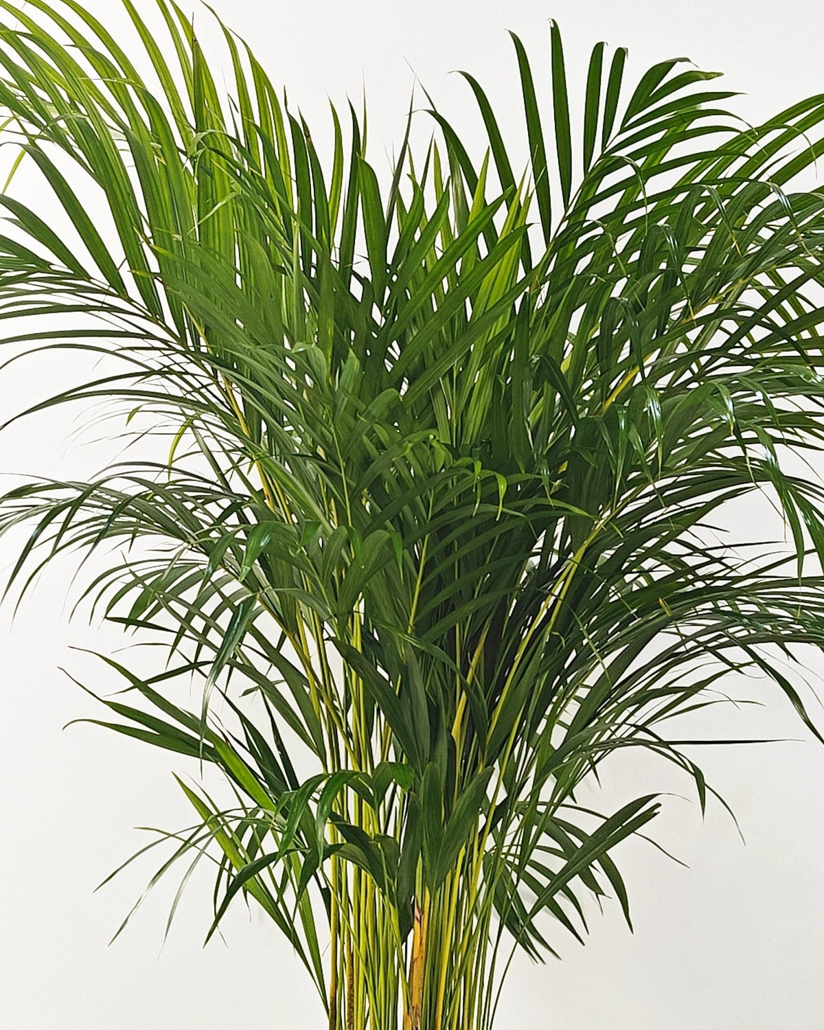 Areca Palm (Dypsis Lutescens) | Medium, 90–100 cm - Acacia Garden Center