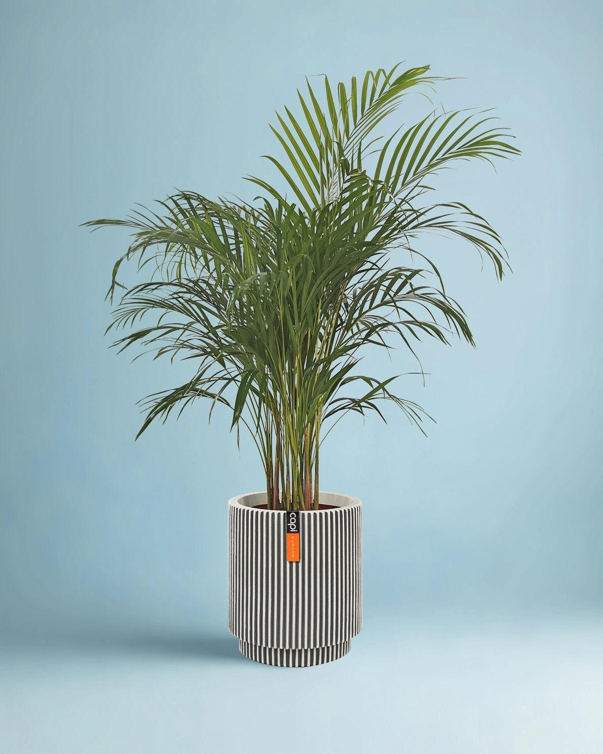 Areca Palm (Dypsis Lutescens) | Medium, 90–100 cm - Acacia Garden Center