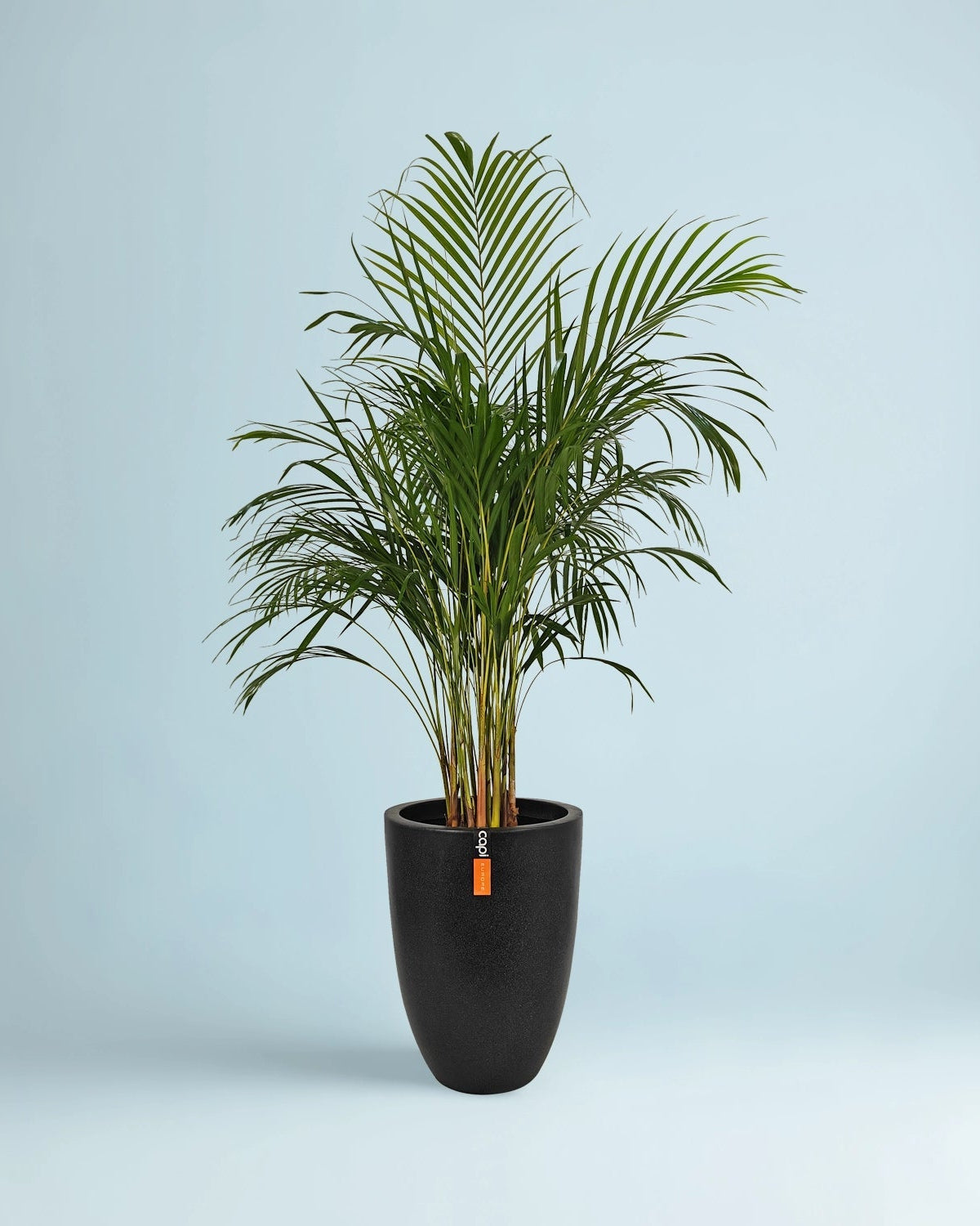 Areca Palm (Dypsis Lutescens) | Medium, 90–100 cm - Acacia Garden Center