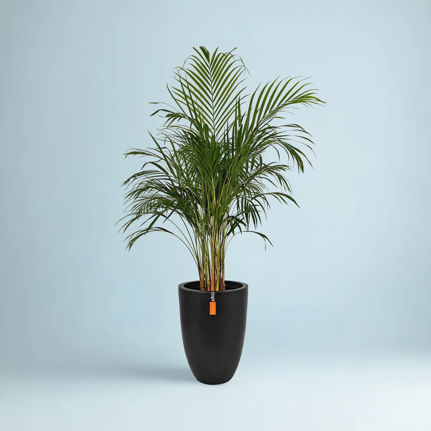 Areca Palm (Dypsis Lutescens) | Medium, 90–100 cm - Acacia Garden Center