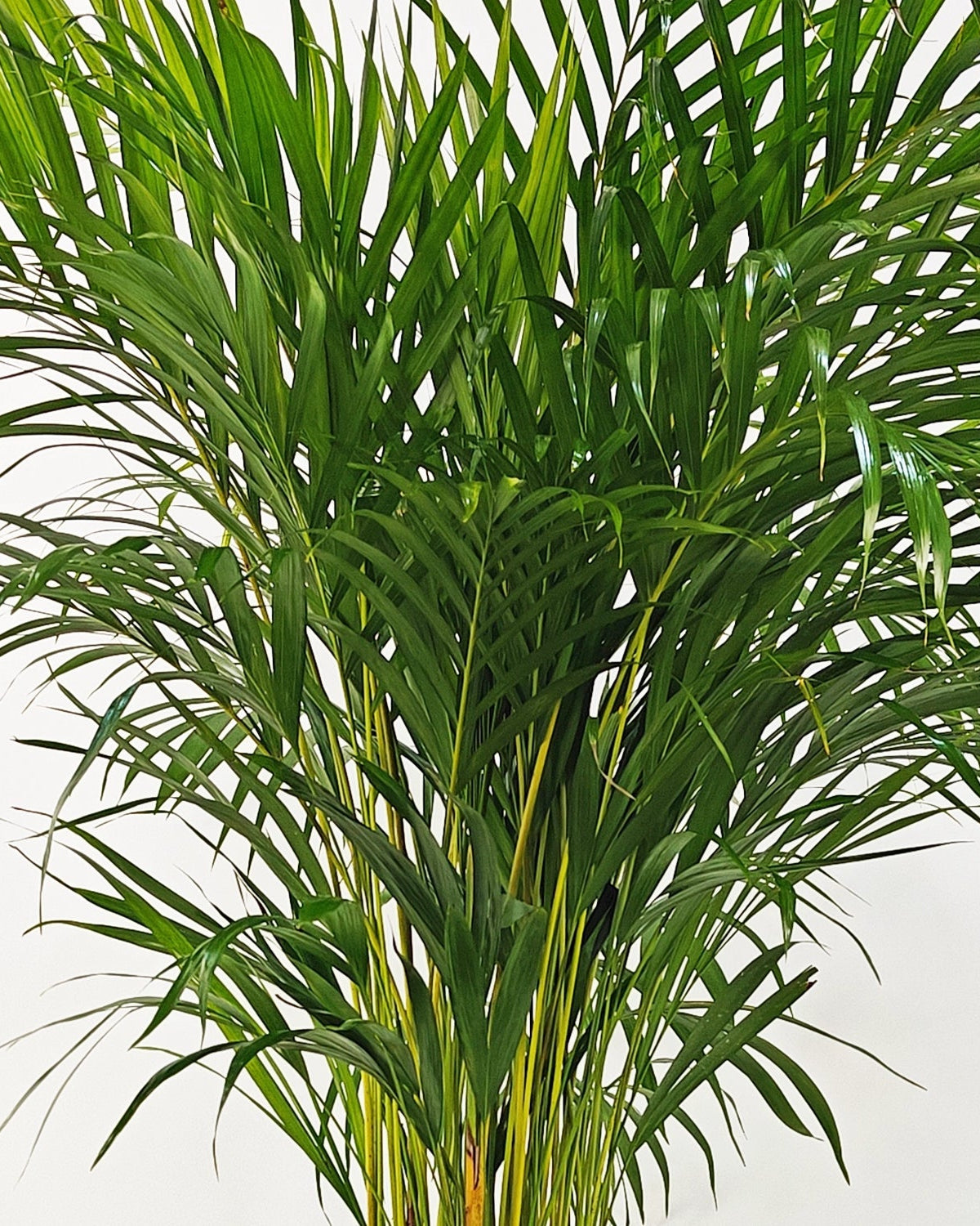 Areca Palm (Dypsis Lutescens) | Medium, 90–100 cm - Acacia Garden Center