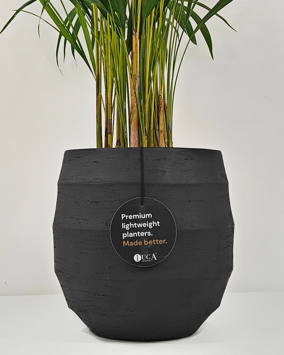 Areca Palm (Dypsis Lutescens) | Medium, 90–100 cm - Acacia Garden Center