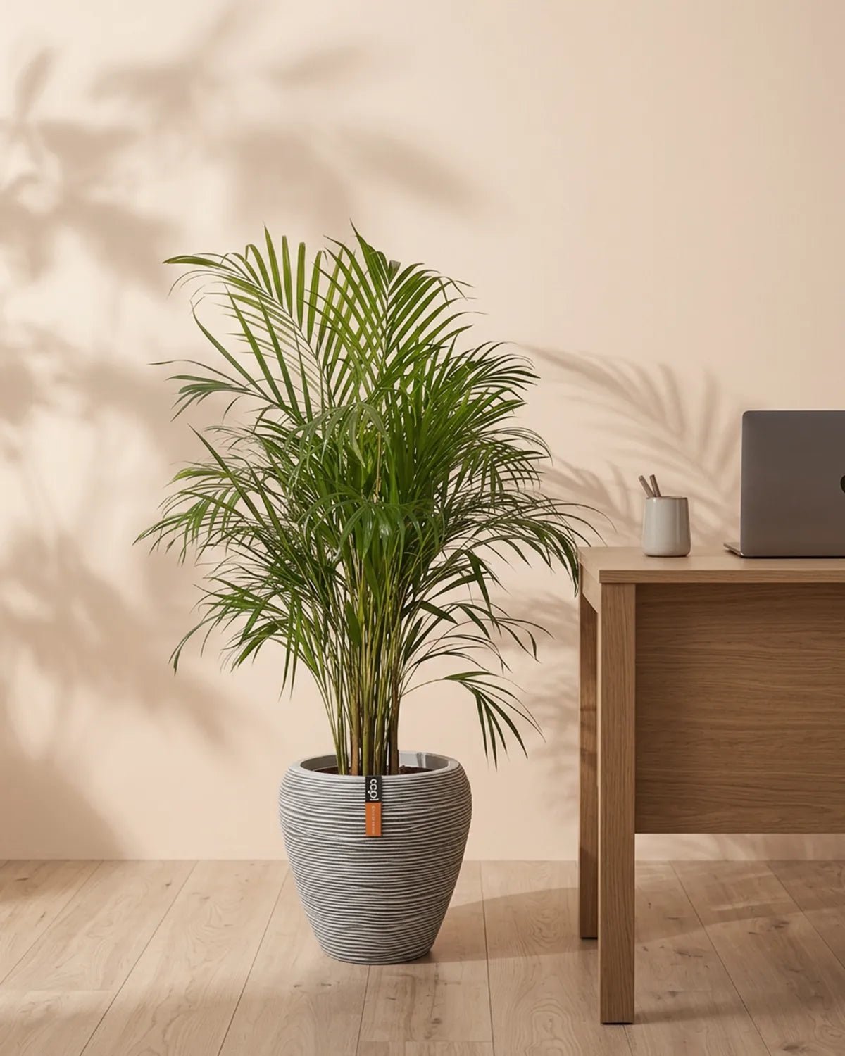 Areca Palm (Dypsis Lutescens) | Medium, 90–100 cm - Acacia Garden Center